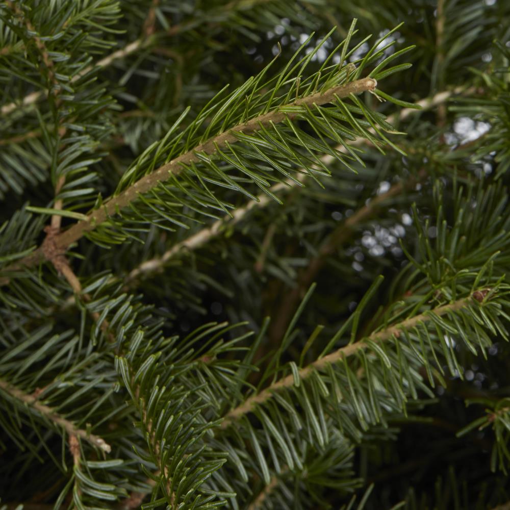 Holiday Living 46742 Fresh-Christmas-Trees - View #3