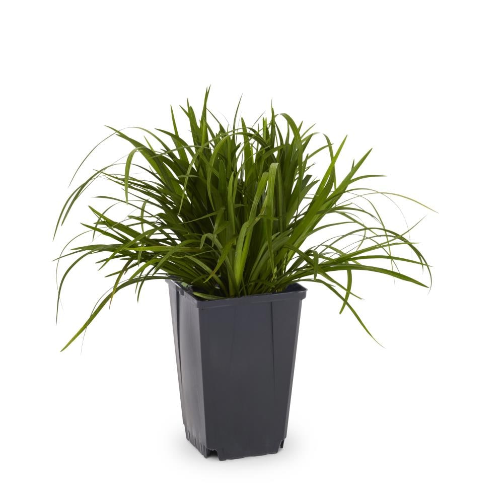 Lowe's NURSERY 1 Pint(s) 1 -Pack Liriope in Pot