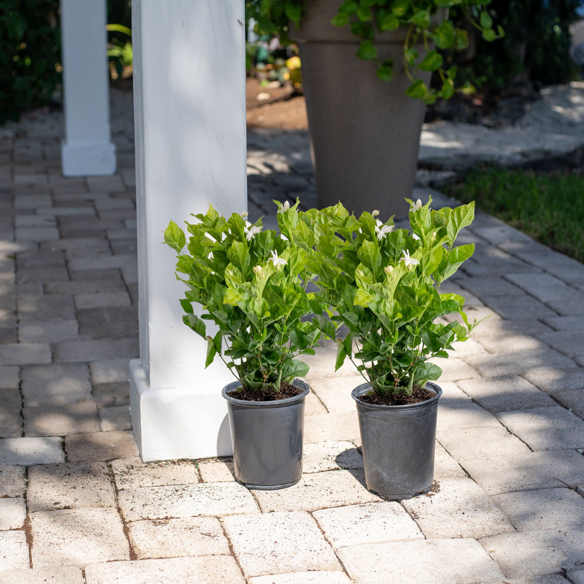 Costa Farms M-JAS-G-POT-01-LW shrubs - View #3