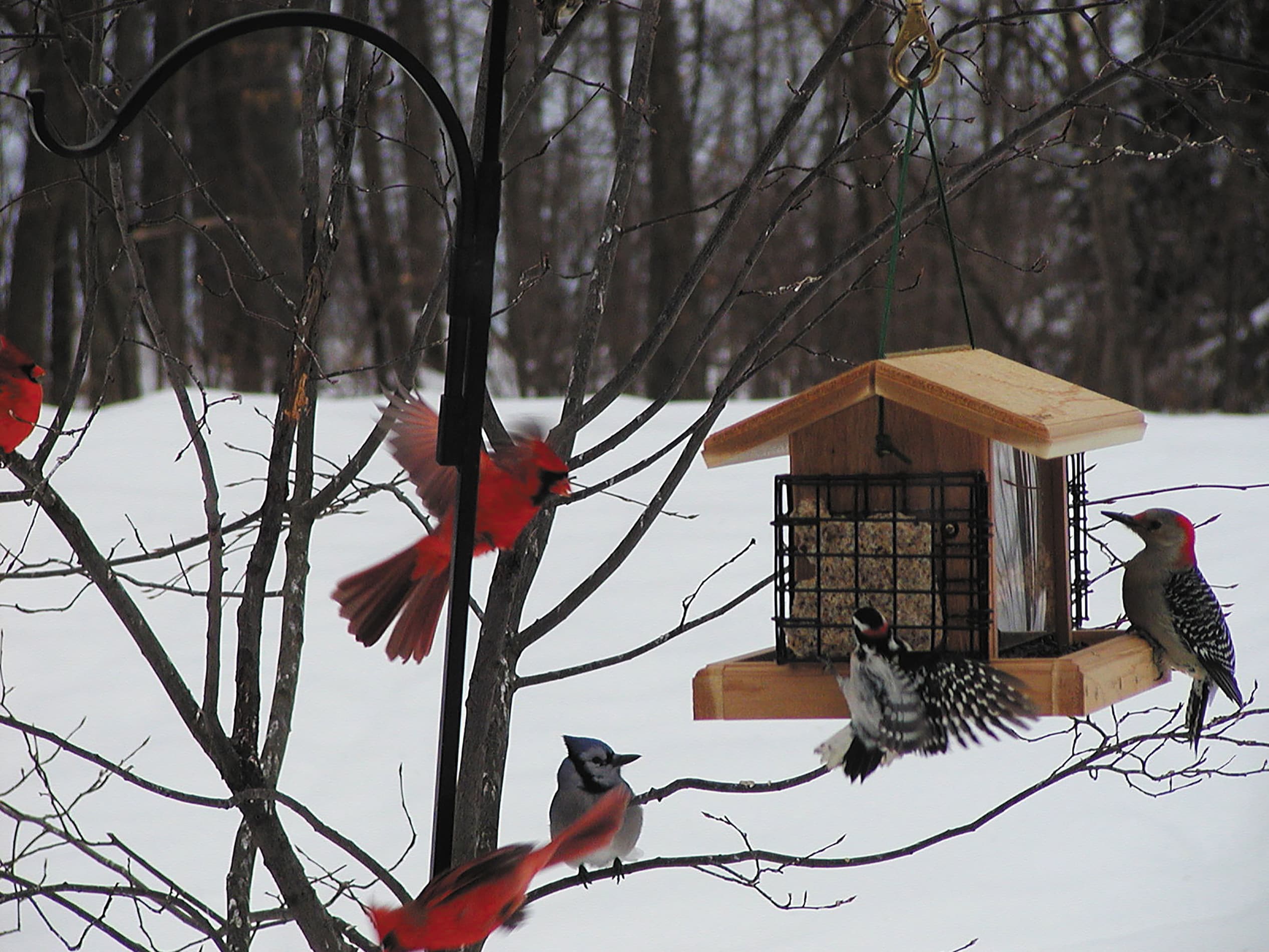 BIRDS CHOICE WC2-100S-S Bird-Feeders - View #5