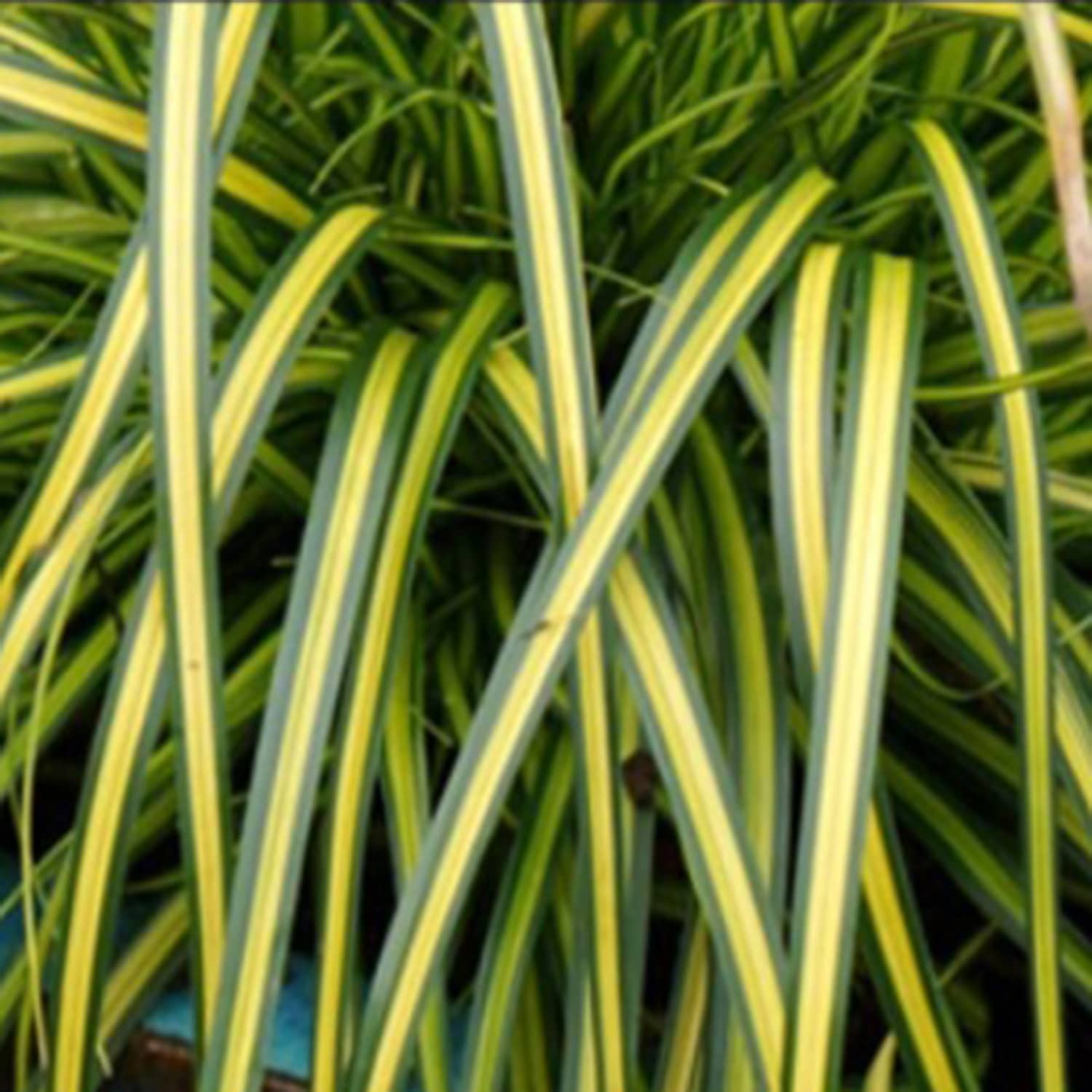 Southern Living Plant Collection 0730Q-1 Ornamental-Grasses - View #3