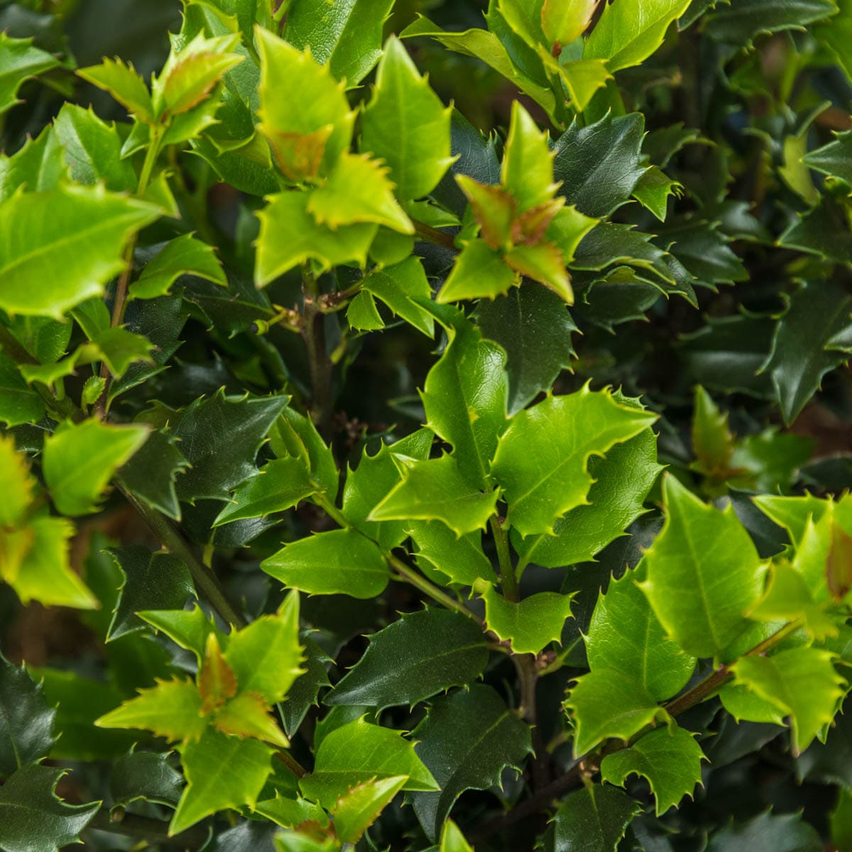 Spring Hill Nurseries 84392 shrubs - View #2