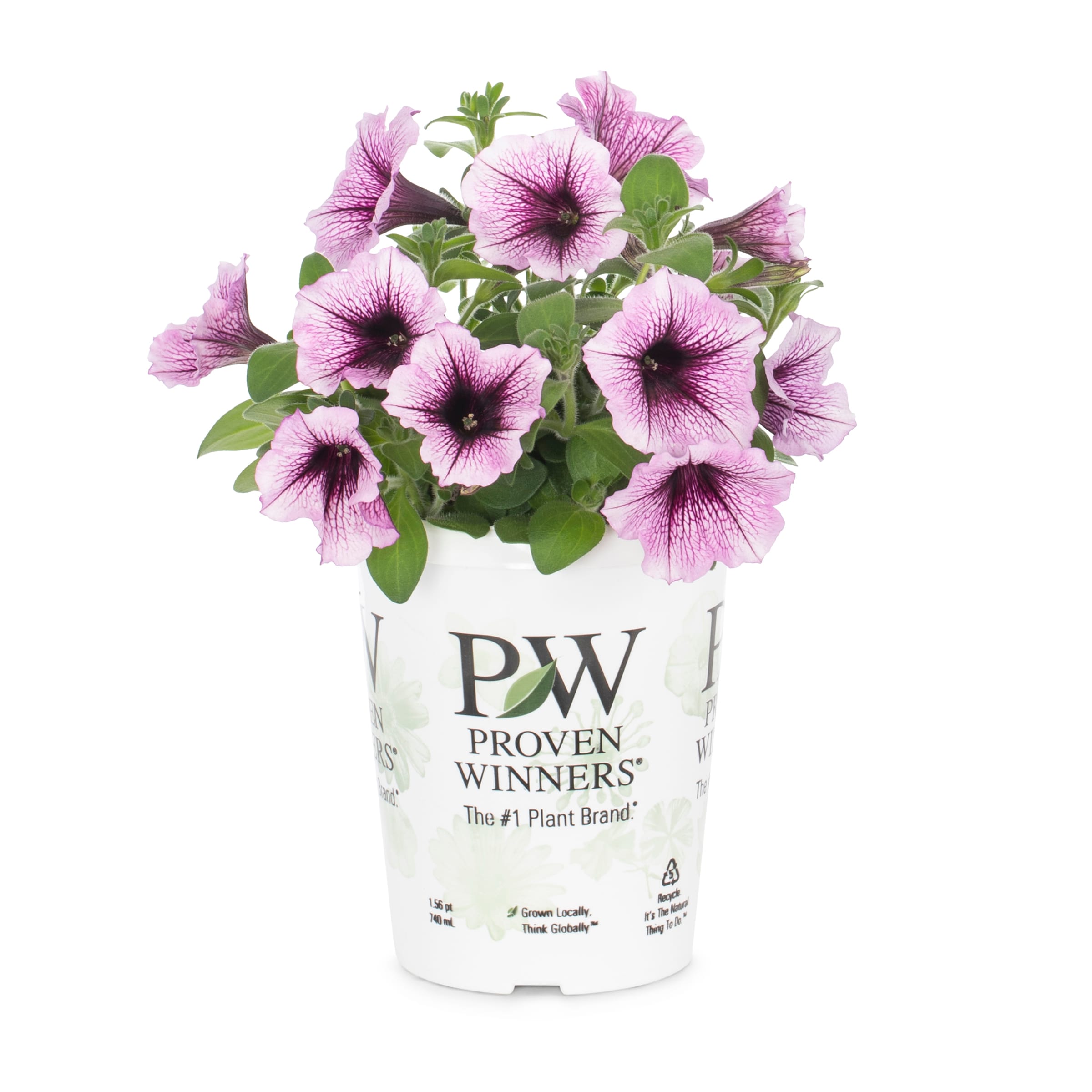 Lowe's Multicolor Supertunia Bordeaux in 1.56 Pint Pot 1 -Pack