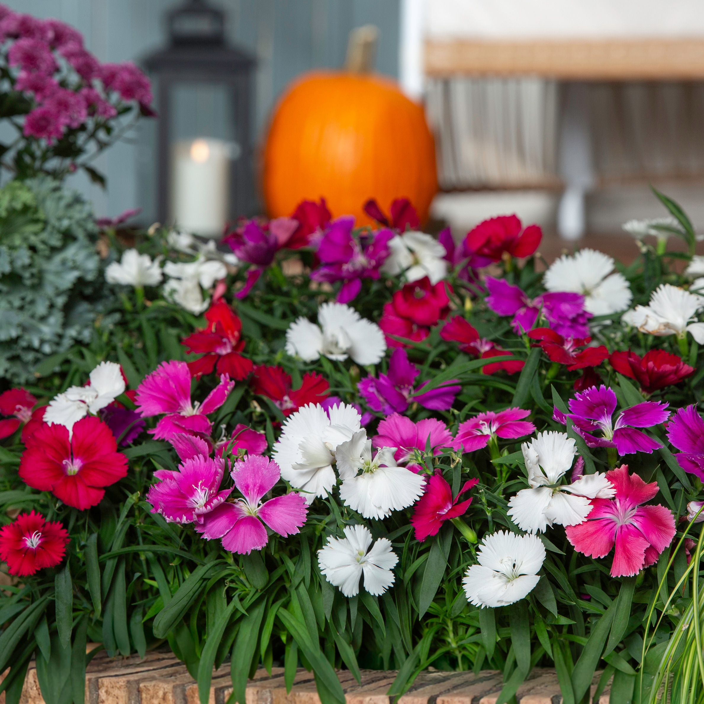 Metrolina Greenhouses 78776 annuals - View #6