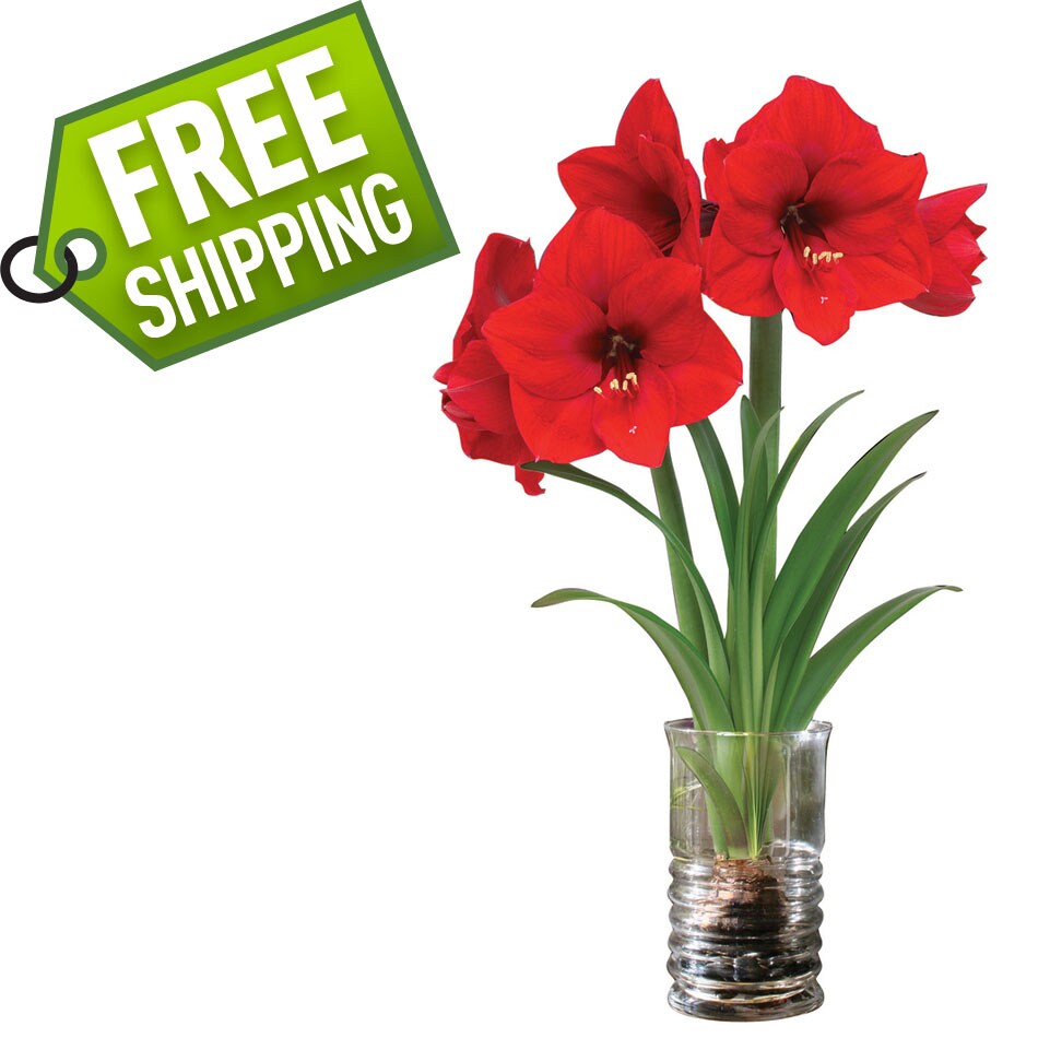  372186 Amaryllis Bulbs