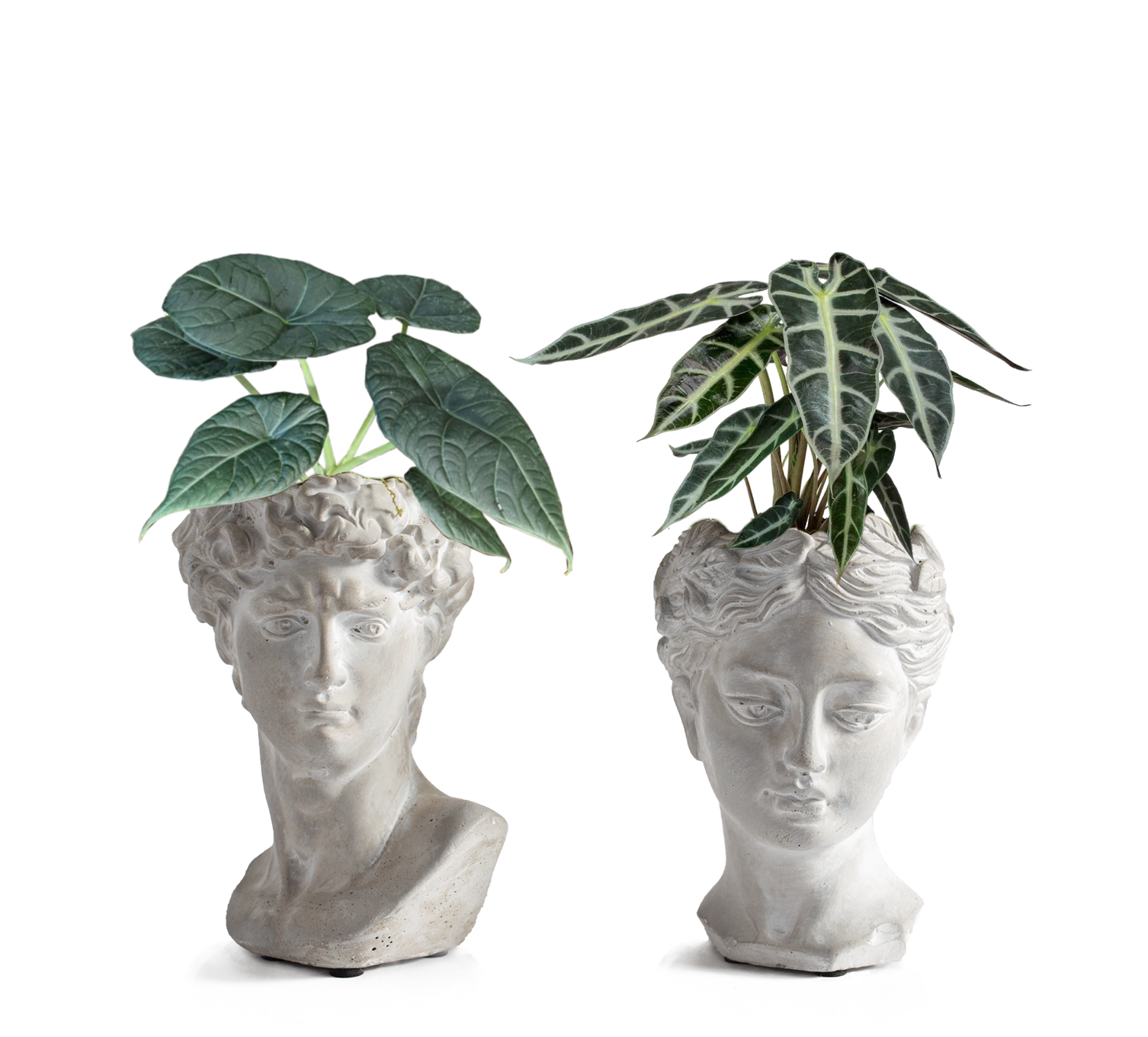 LiveTrends ASB07588 BUSTIES House plant in 12 Ounce(s) Pot 1 -Pack