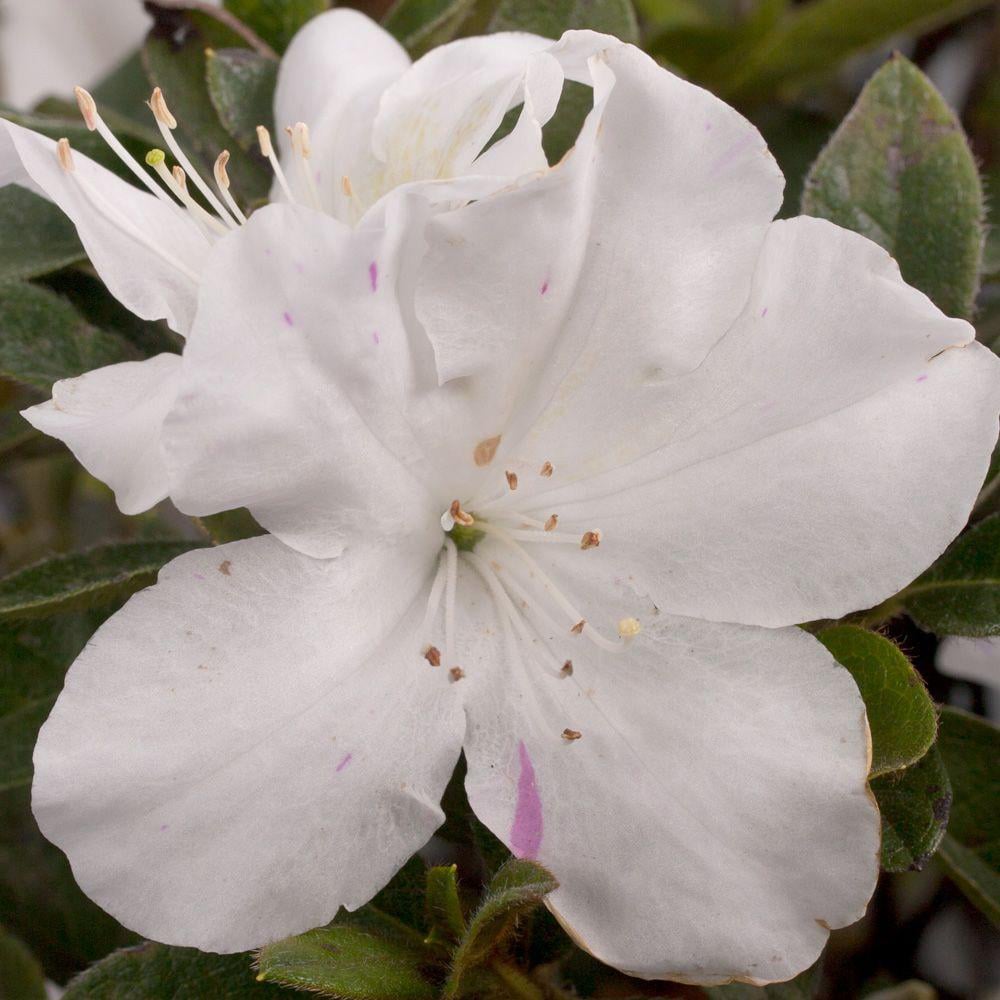 Encore Azalea 80441-2 shrubs - View #5