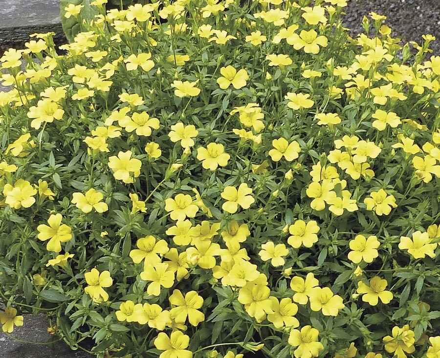 Lowe's 443000 1-Pint Magic Carpet Mecardonia in Pot