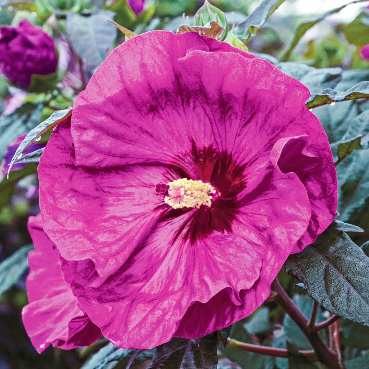 Gardens Alive! 39603 Pink Flowering Berry Awesome Hibiscus Plant in 1 -Pack Bareroot 1 -Pack