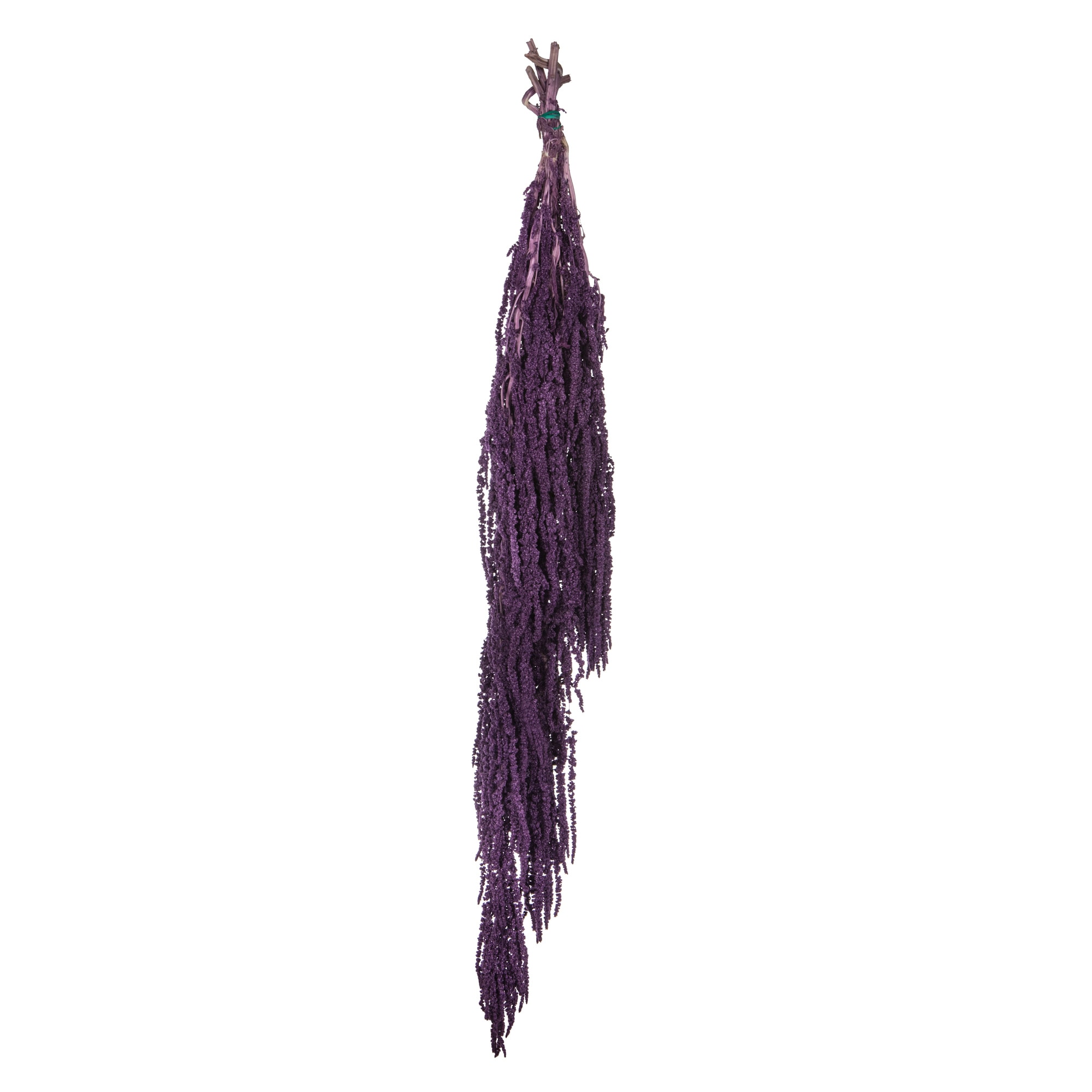 Vickerman H3AMA575 30-Inches Violet Indoor Desktop Preserved Artificial plant