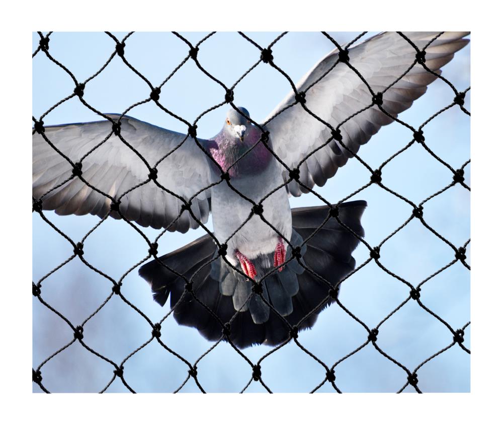 Bird-X Bird Scare 100 FT Tape Holographic Bird Repellent in the Animal &  Rodent Control department at