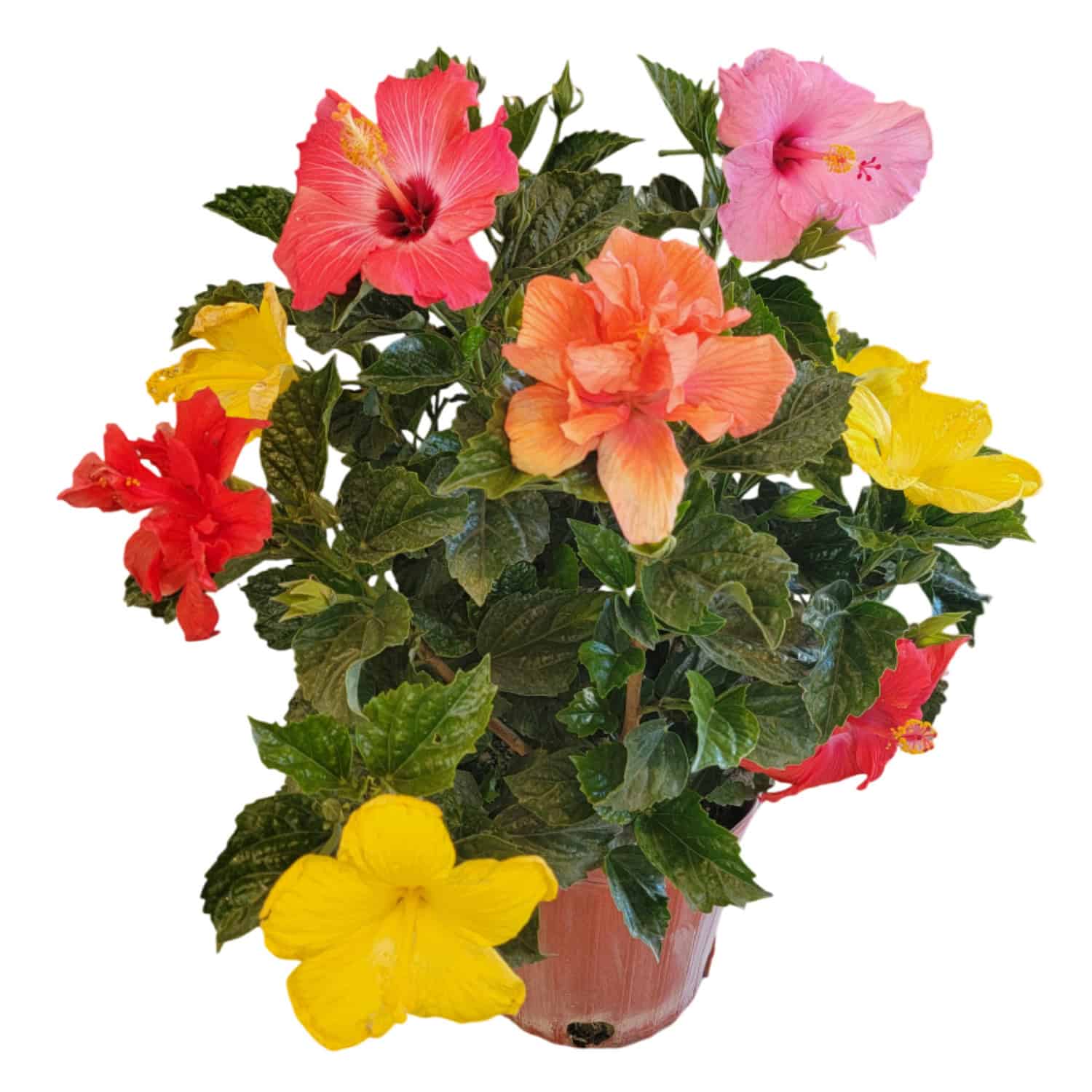 Tropical Plants of Florida Hibiscus Bush