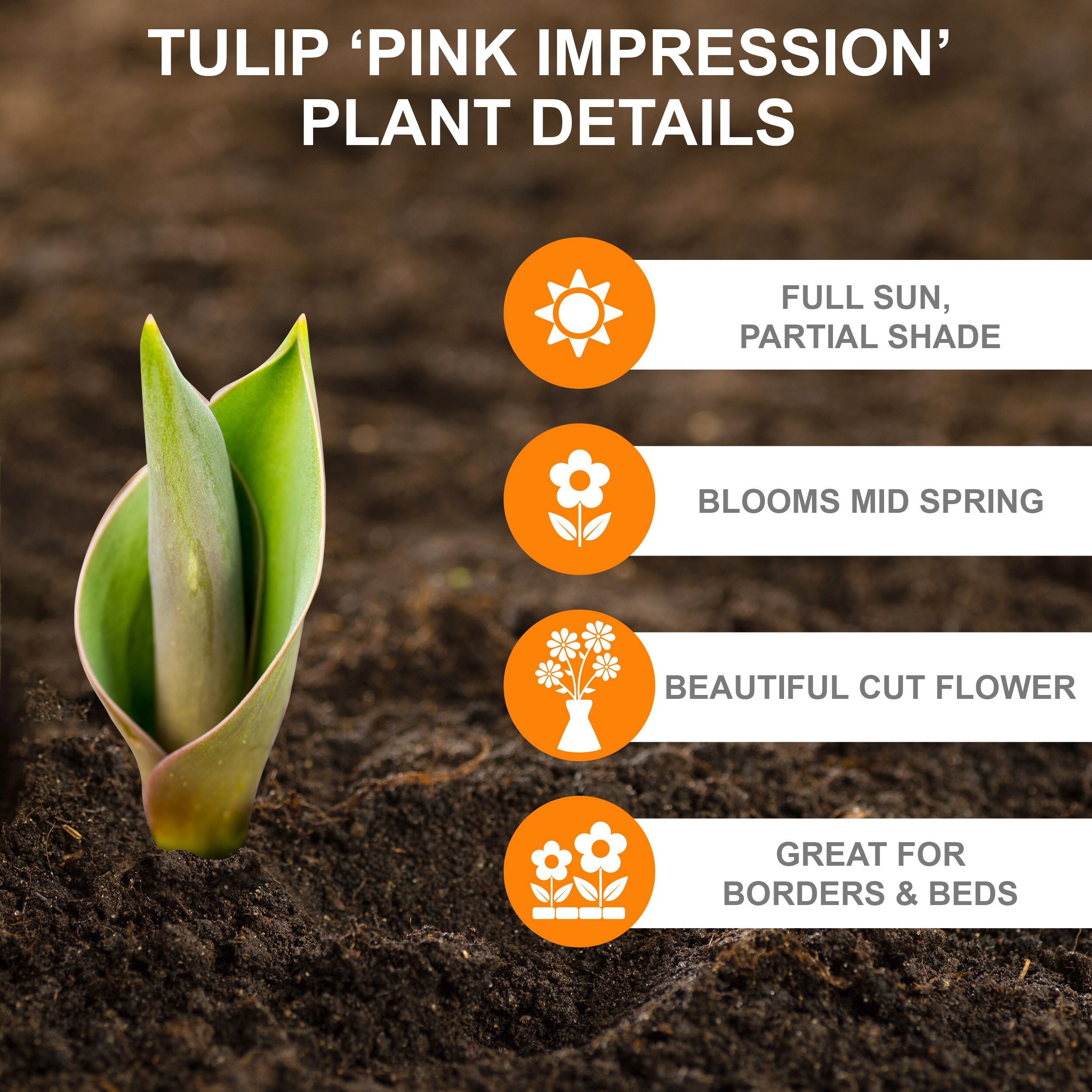 Garden State Bulb ECF-47-100-04 Plant-Bulbs - View #2