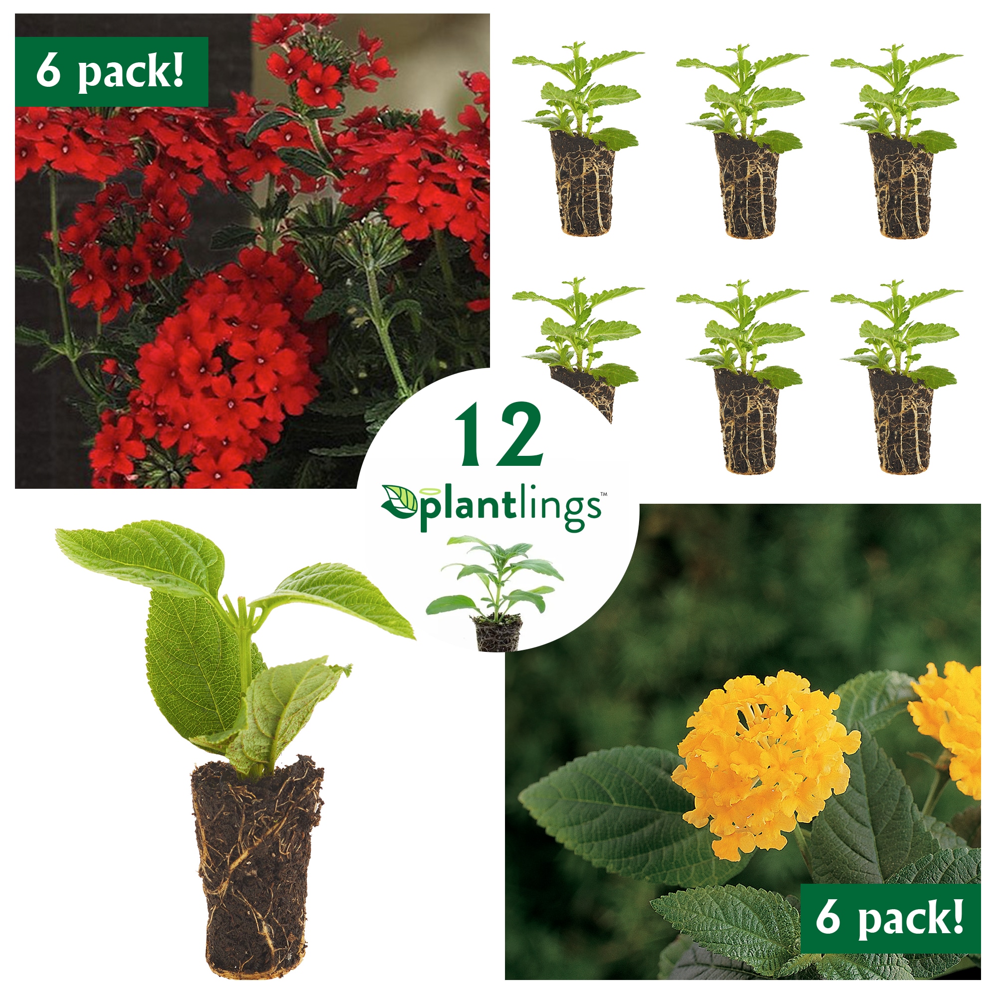 Ferry-Morse PKIT918-12 Multicolor Lantana in 12-Count Pot