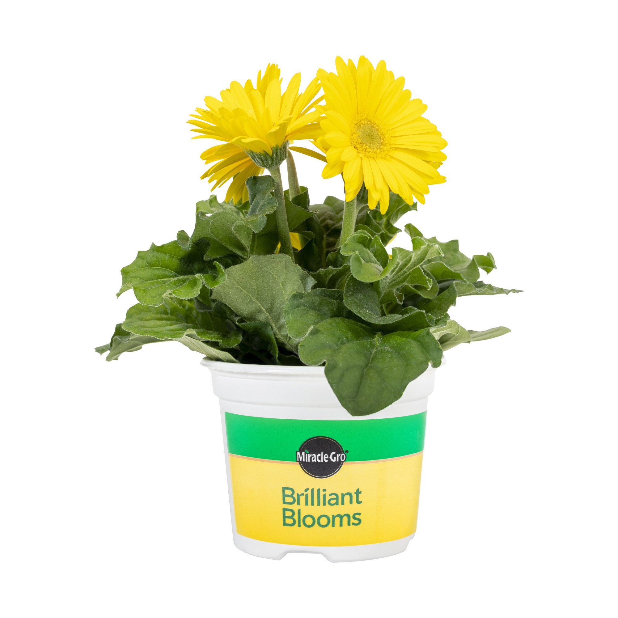 Miracle-Gro 201281 Yellow Brilliant Blooms Lemon Gerbera Daisy in 25-oz Pot
