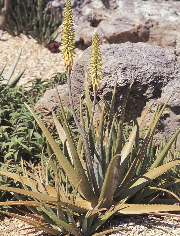 Lowe's NURSERY Aloe Vera