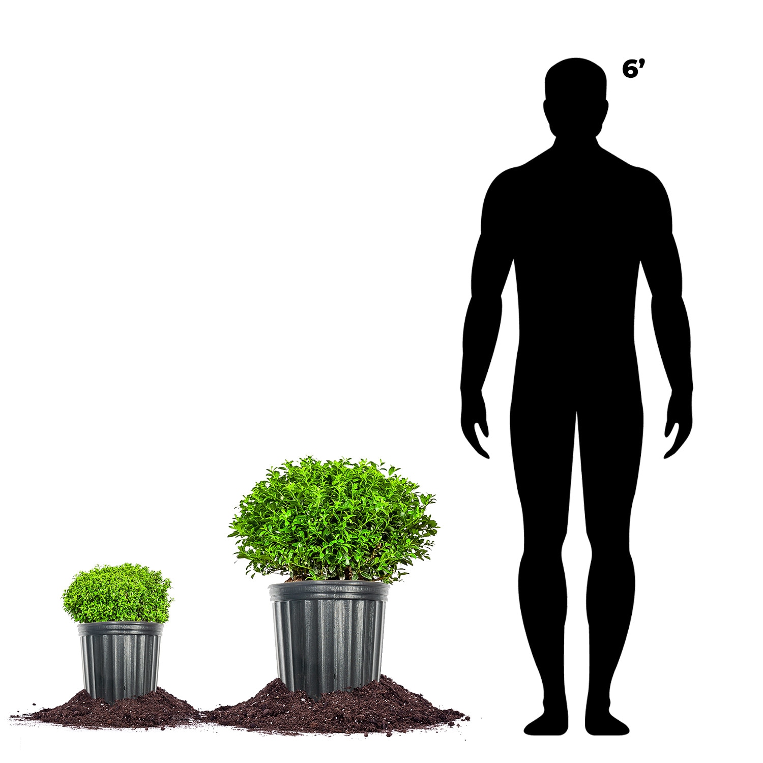Perfect Plants LOSOFTTOUCH3G shrubs - View #3