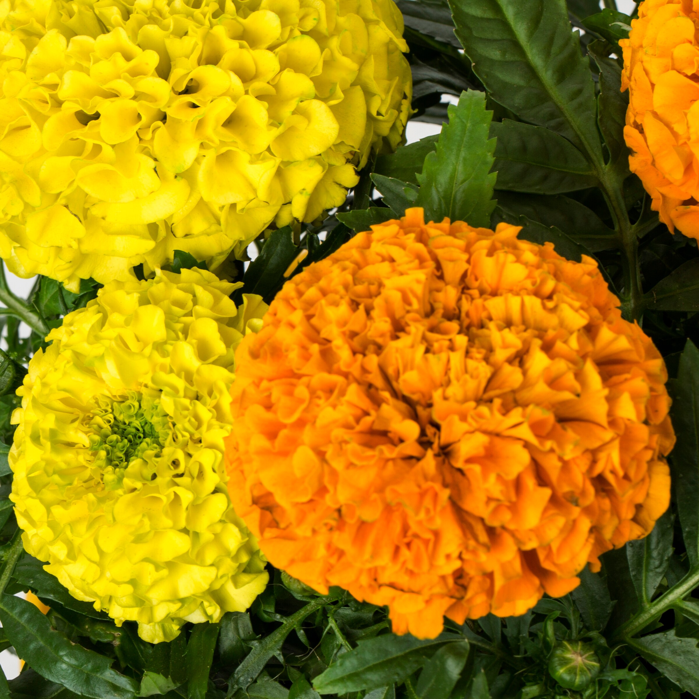 Lowe's 93934 annuals - View #2