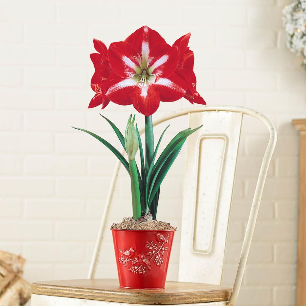 Breck's Red Twinkle Amaryllis Gift Set in 5.75-in Metal Pot in the ...