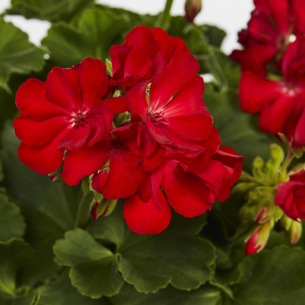 Lowe's Multicolor Geranium in 2.5-Quart Pot in the Annuals department ...