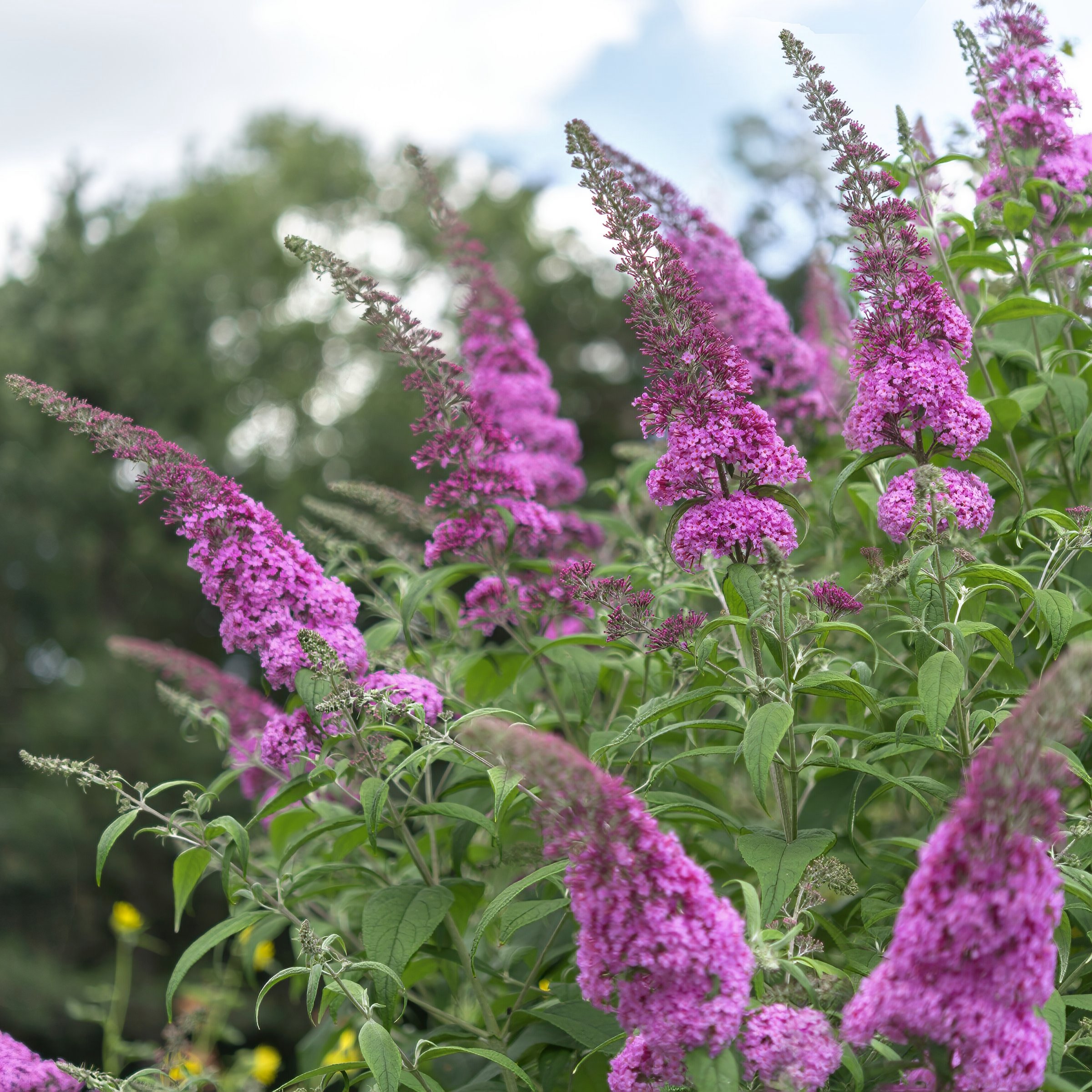 National Plant Network LW1885 perennials - View #5