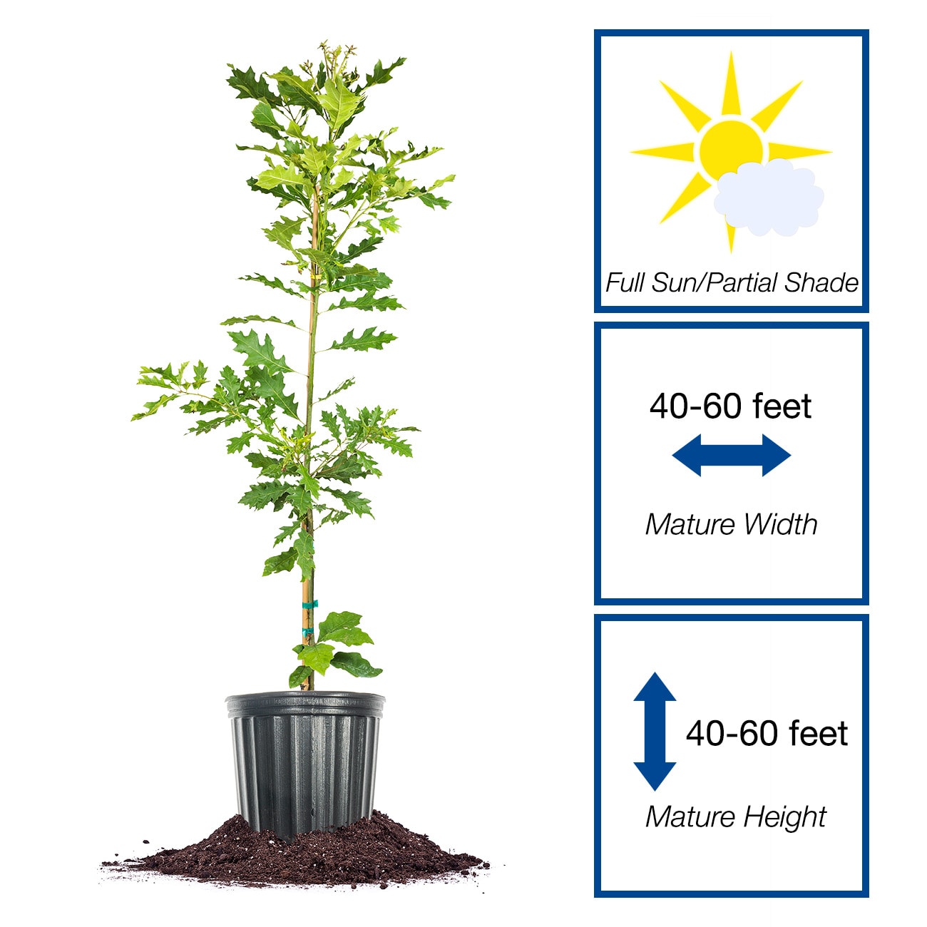 Perfect Plants LOSHUMARDOAK3G trees - View #2