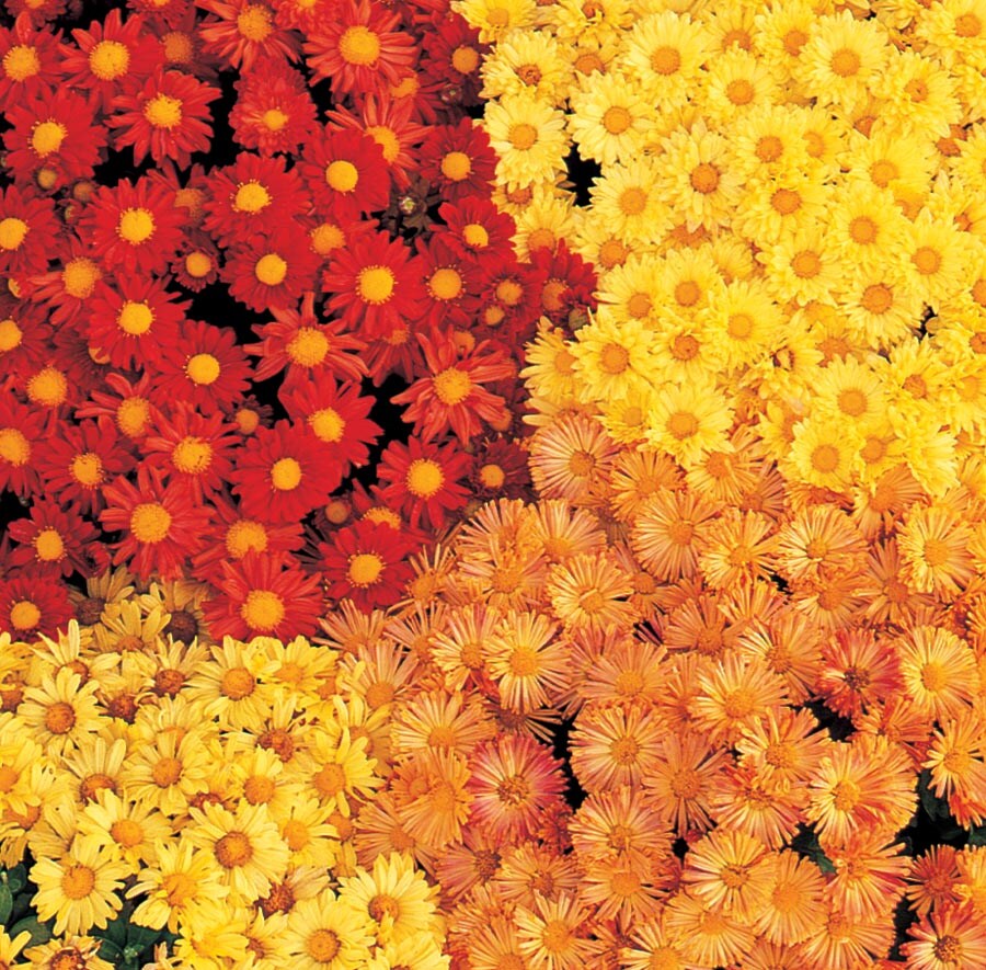 Lowe's CHR2.81 Multicolor Mum in 2.81-oz Pot