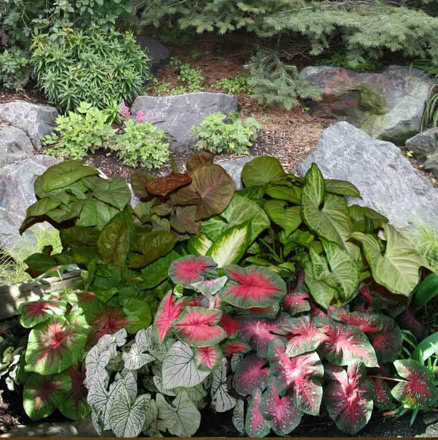  35.23823 Green Mixed Fancy Leaf Caladiums Bulbs