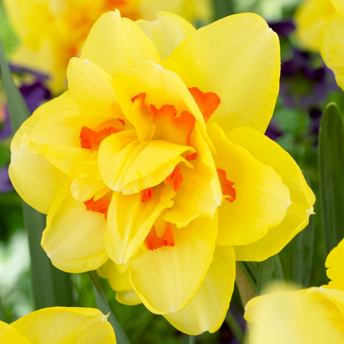Van Zyverden 88102 Multicolor Narcissus Tahiti Bulbs 12 Count