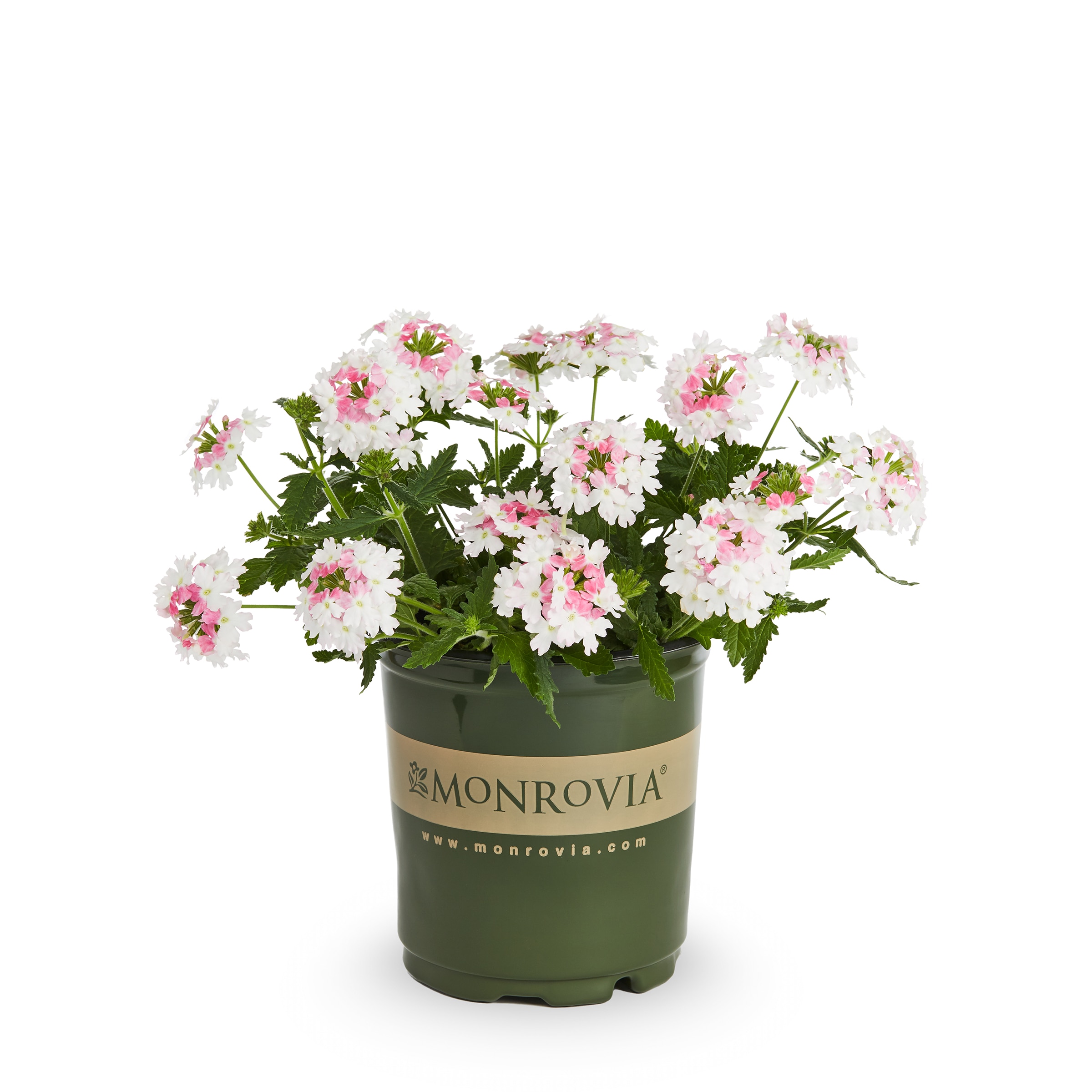Monrovia 229880 annuals - View #2