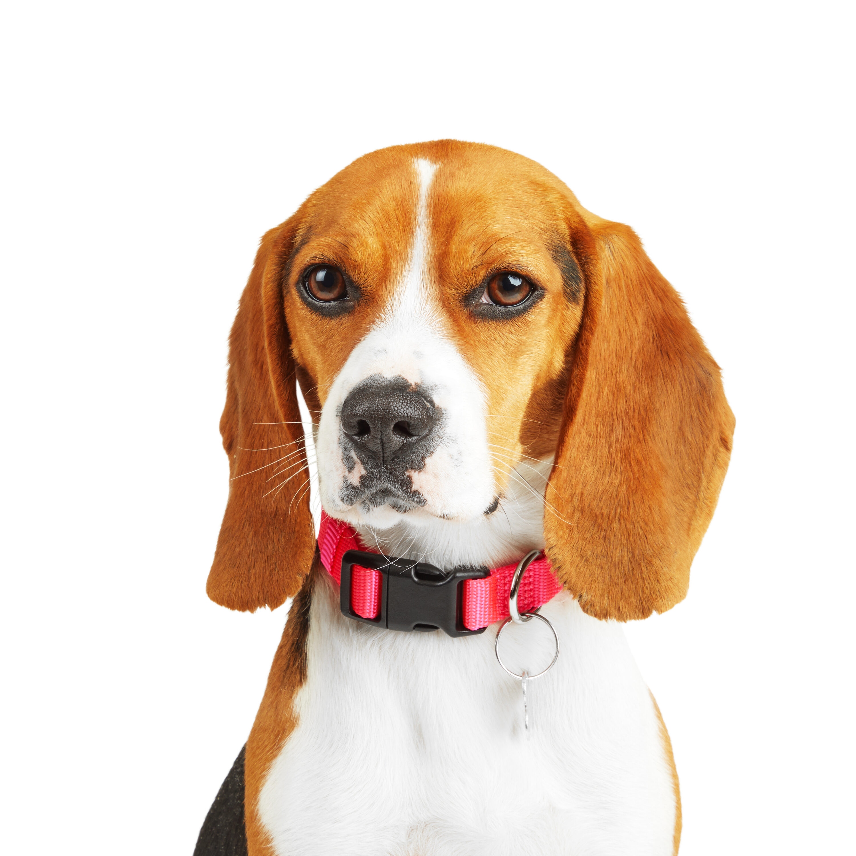 Youly 3710121 Dog-Collars-Harnesses - View #2