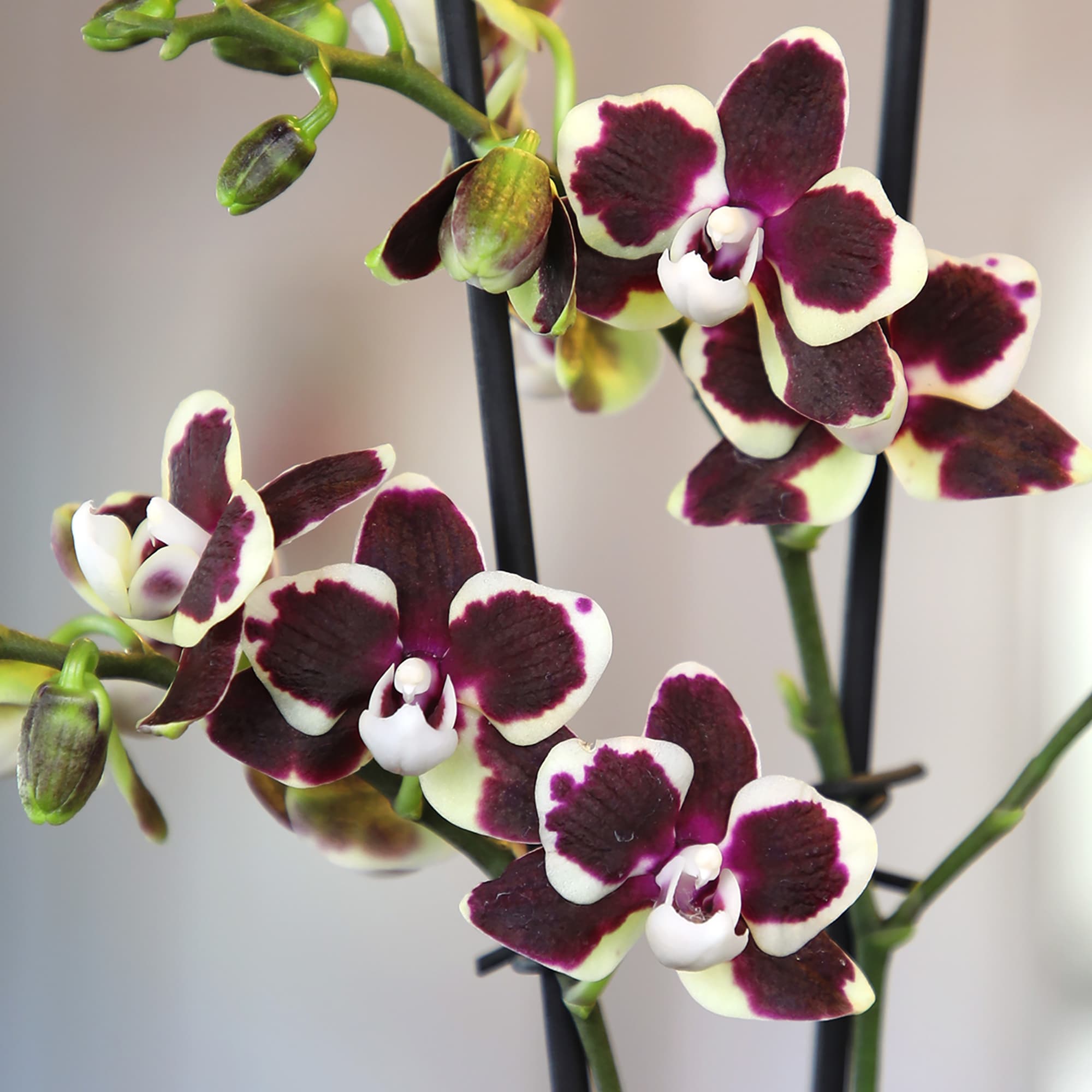 Altman Plants 0873218 hseplants - View #11