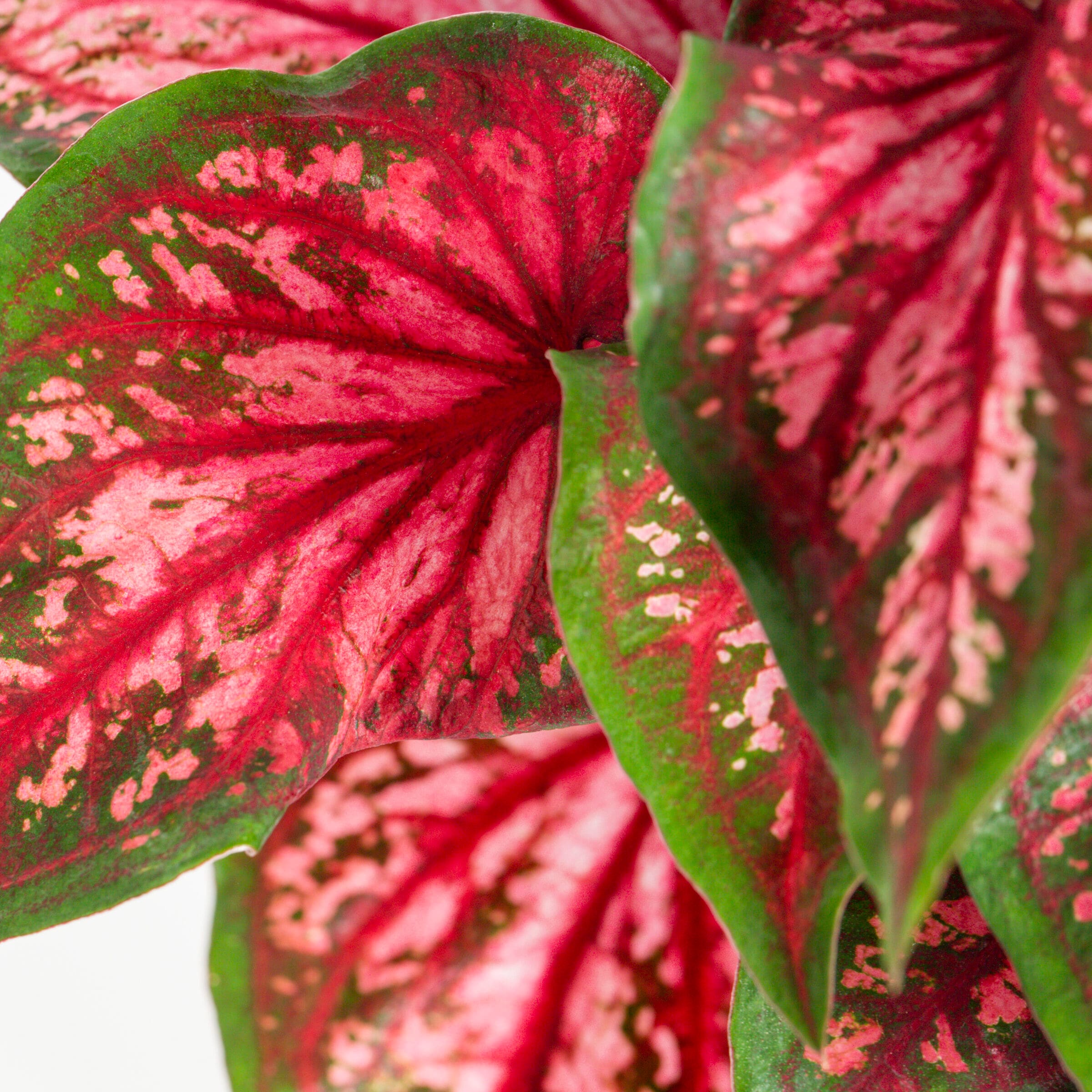 Lowe's NURSERY annuals - View #3