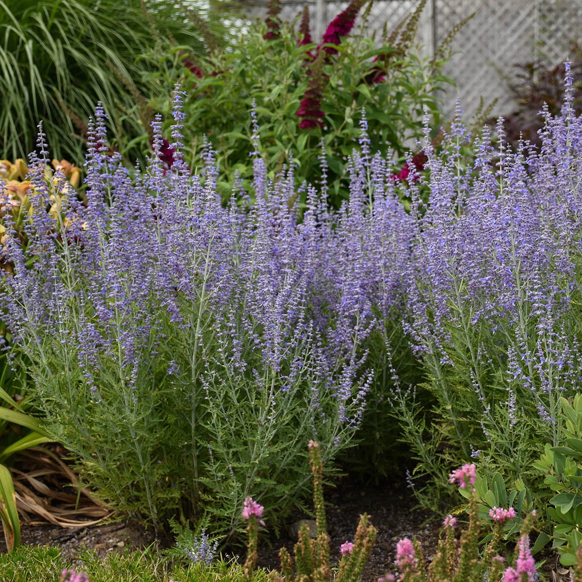 Spring Hill Nurseries 87352 perennials - View #3