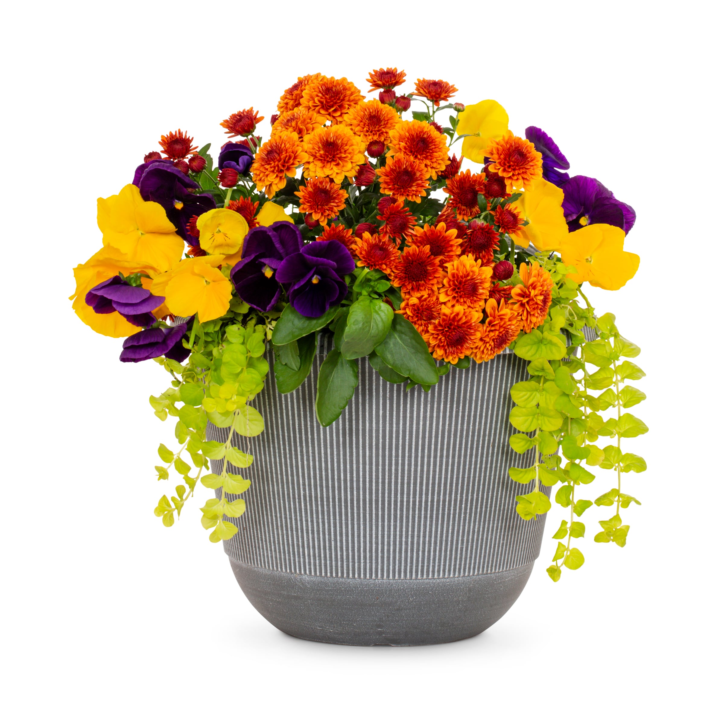 Lowe's NURSERY Multicolor Mixed Annuals Combo in 2 Gallon(s) Planter 1 -Pack
