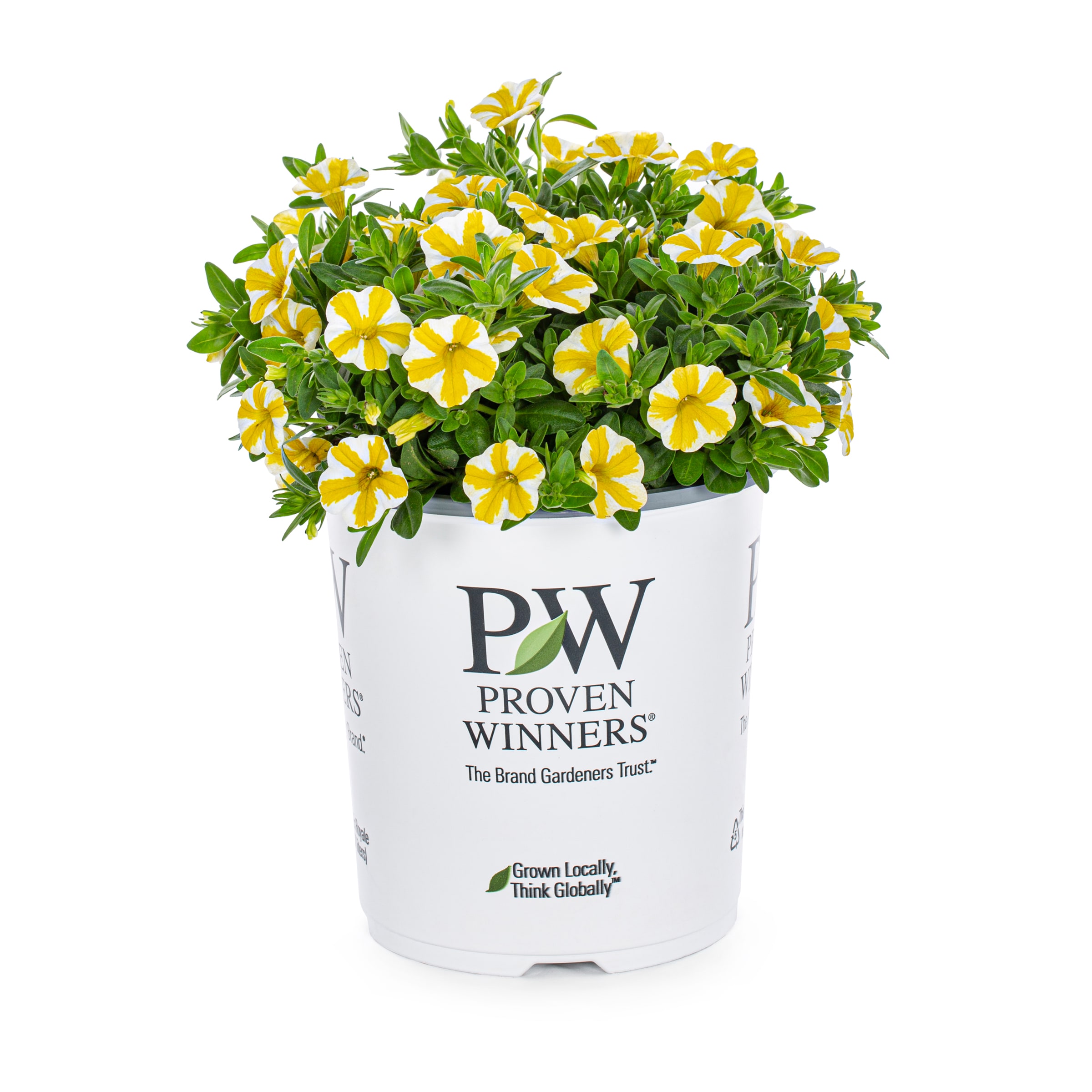Lowe's NURSERY Yellow Calibrachoa in 2.5 Quart(s) Pot 1 -Pack