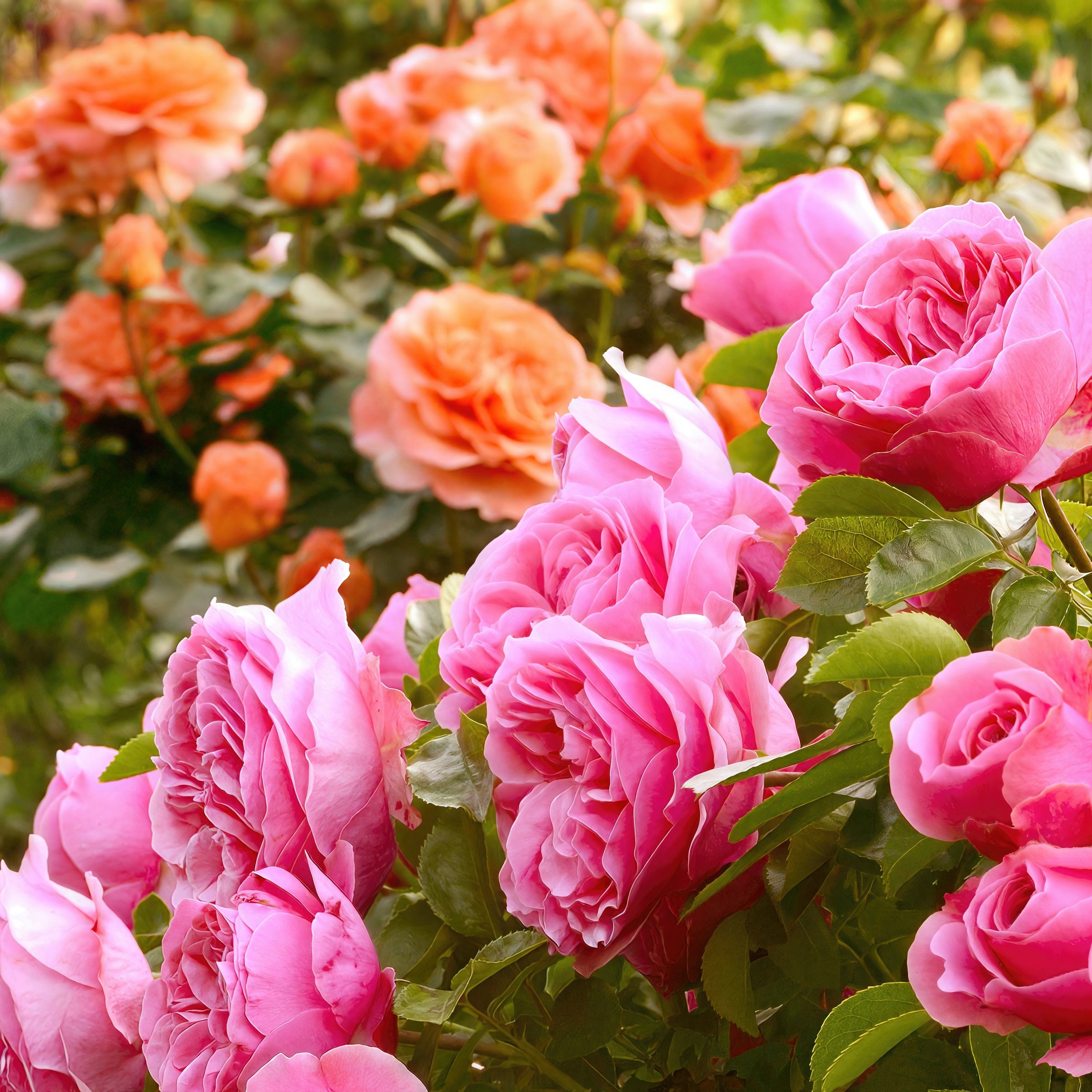 National Plant Network LW1350 roses - View #7
