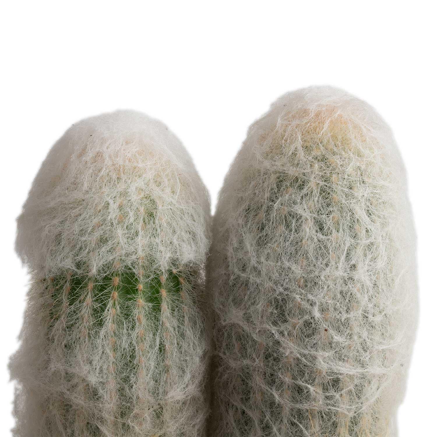 Costa Farms M-CES-G-POT-01-LW Cacti-Succulents - View #2