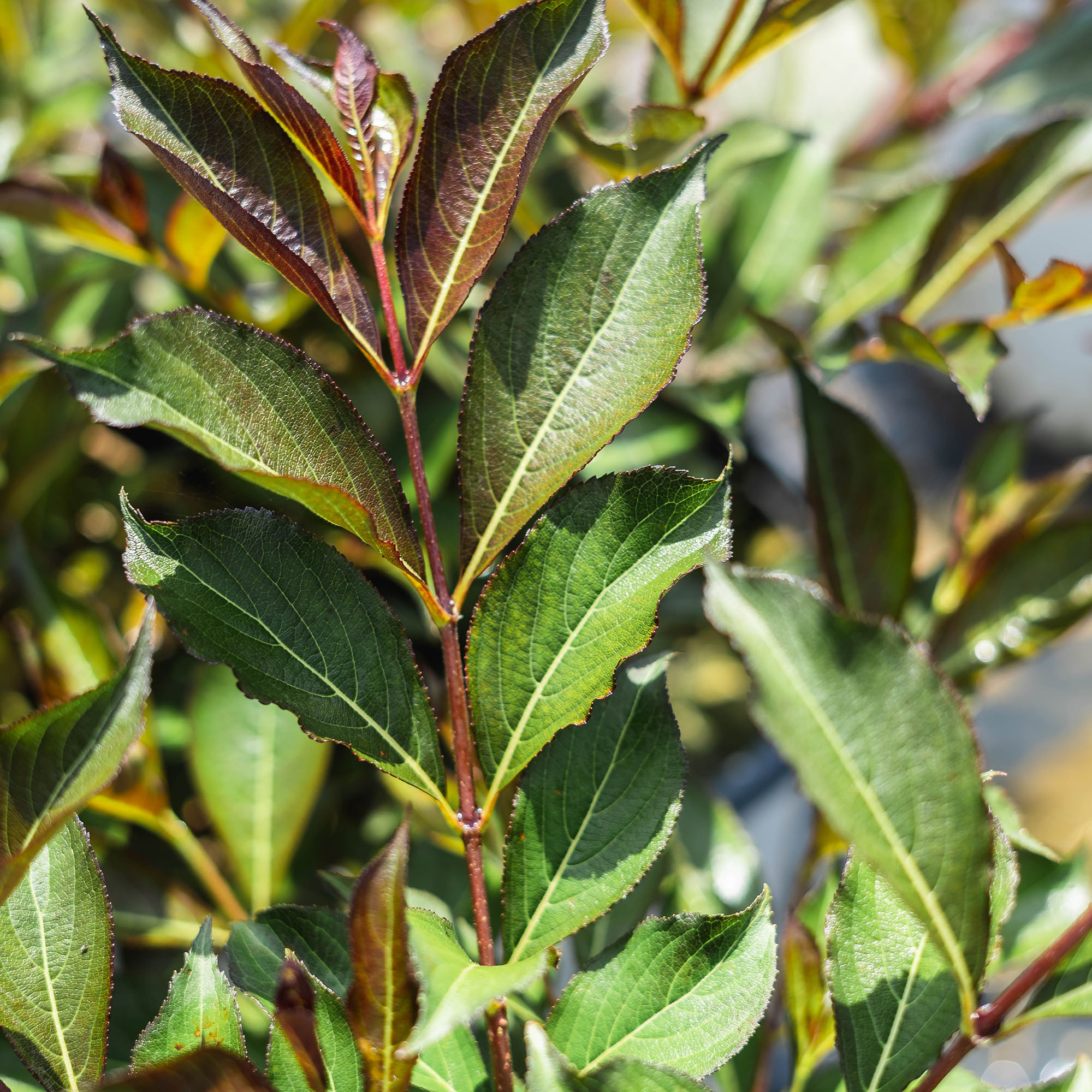 Perfect Plants LOWINEROSES3G shrubs - View #6