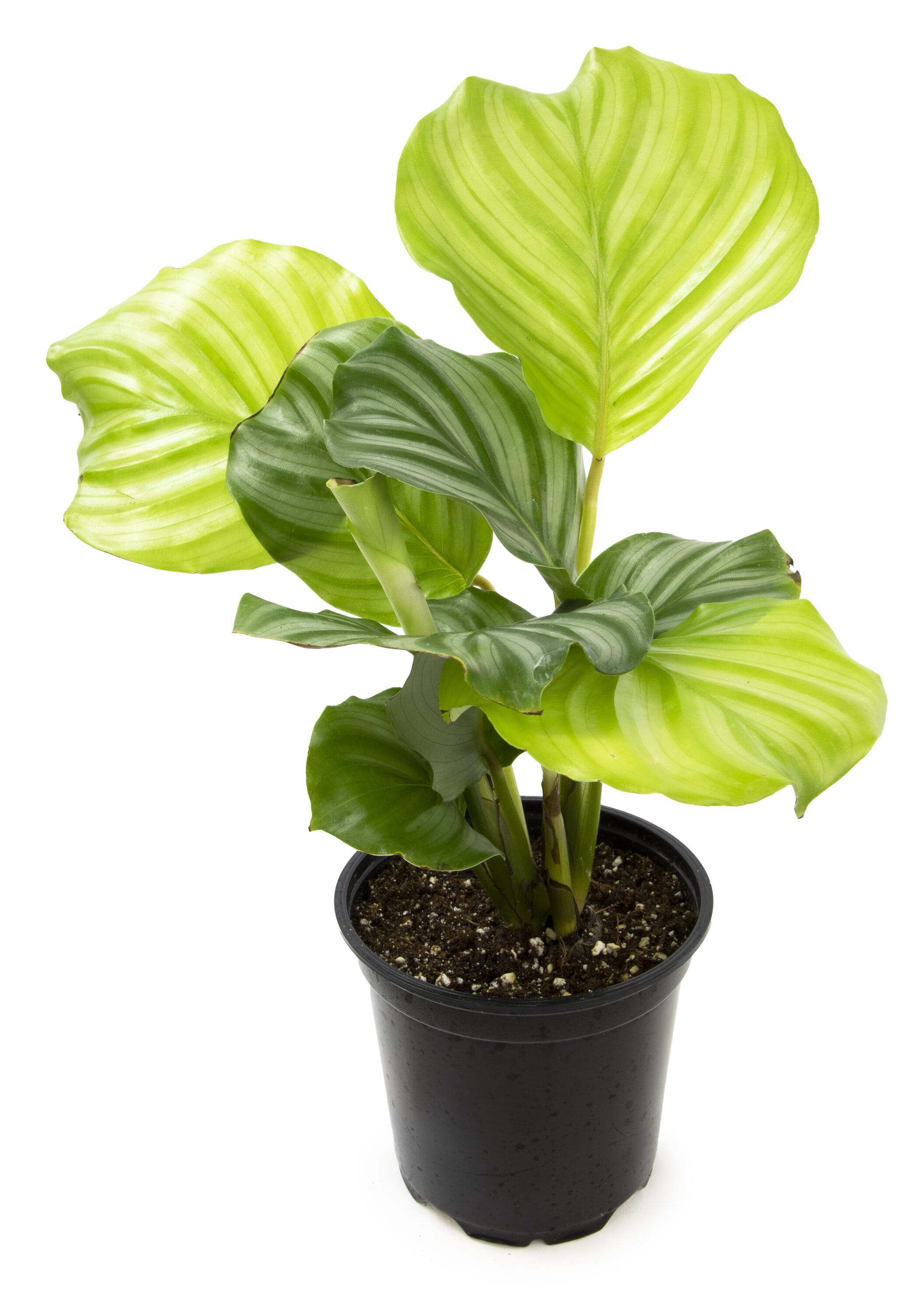 Black Plastic Indoor/Outdoor Calathea Plant in 15" Planter