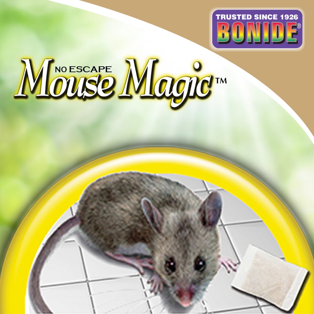 mouse magic near me