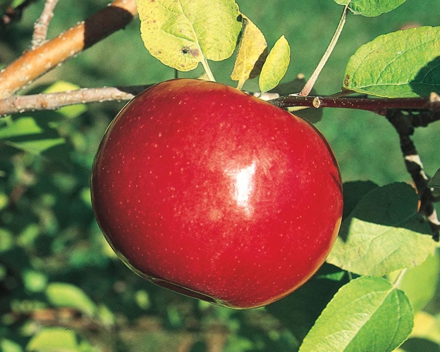 McIntosh Apple Tree