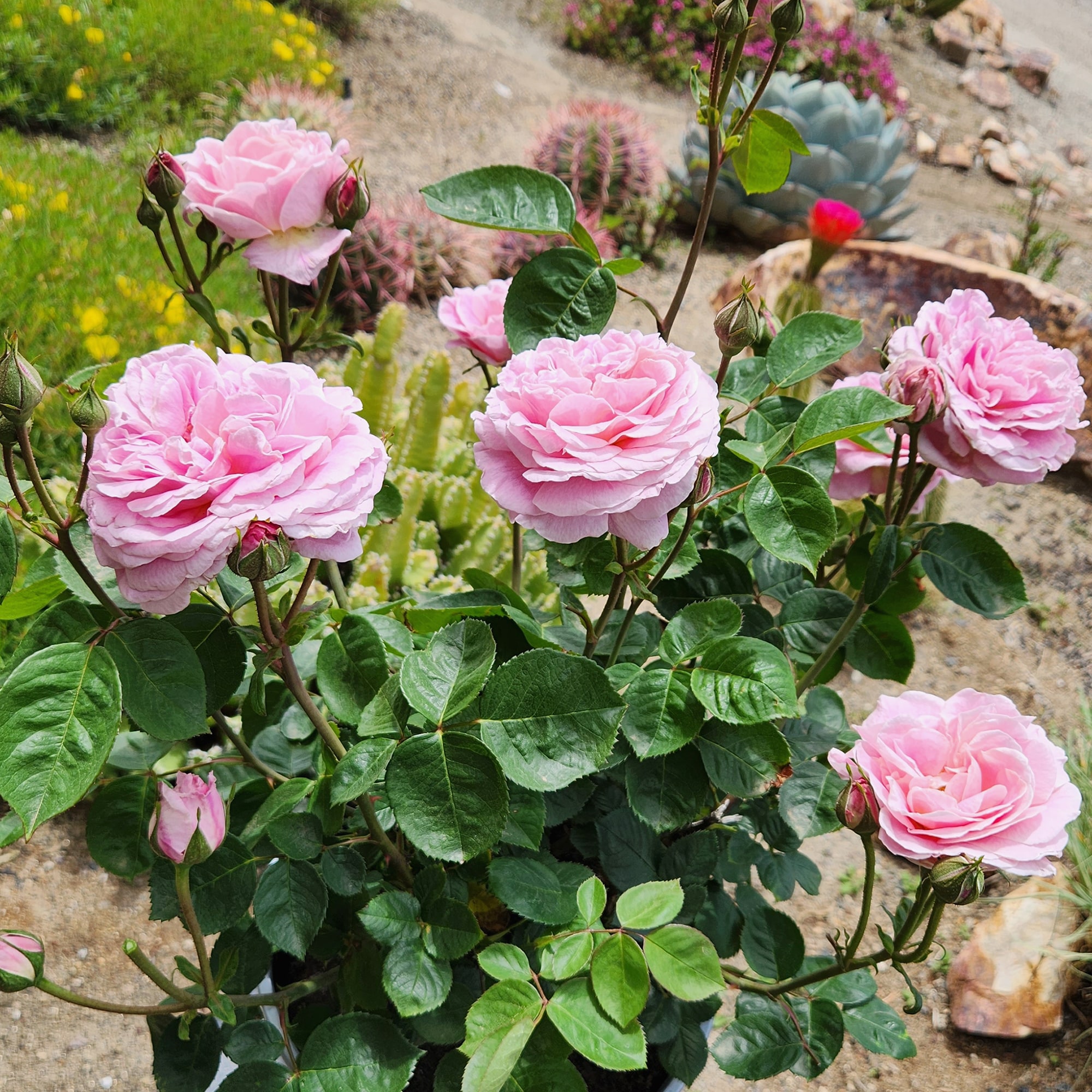 Altman Plants 0881518 roses - View #4