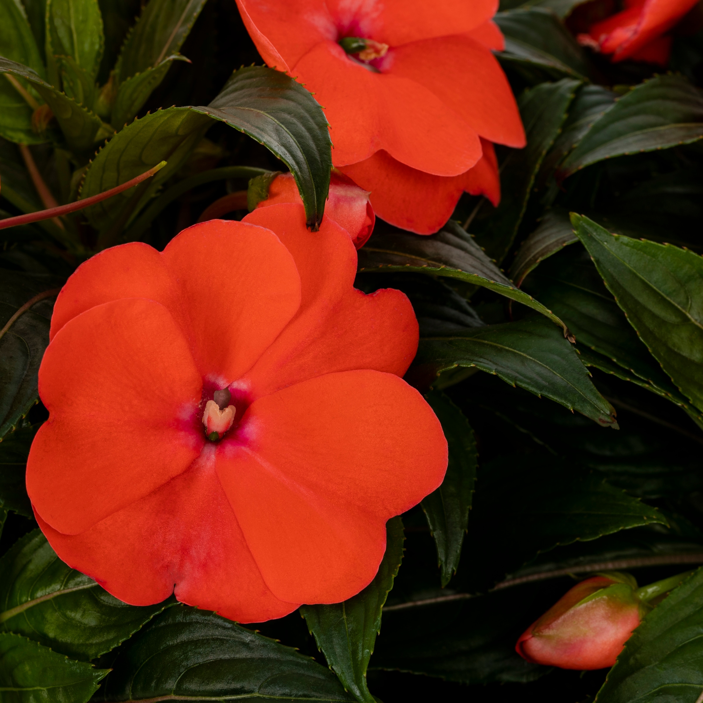 Hanging basket Annuals at