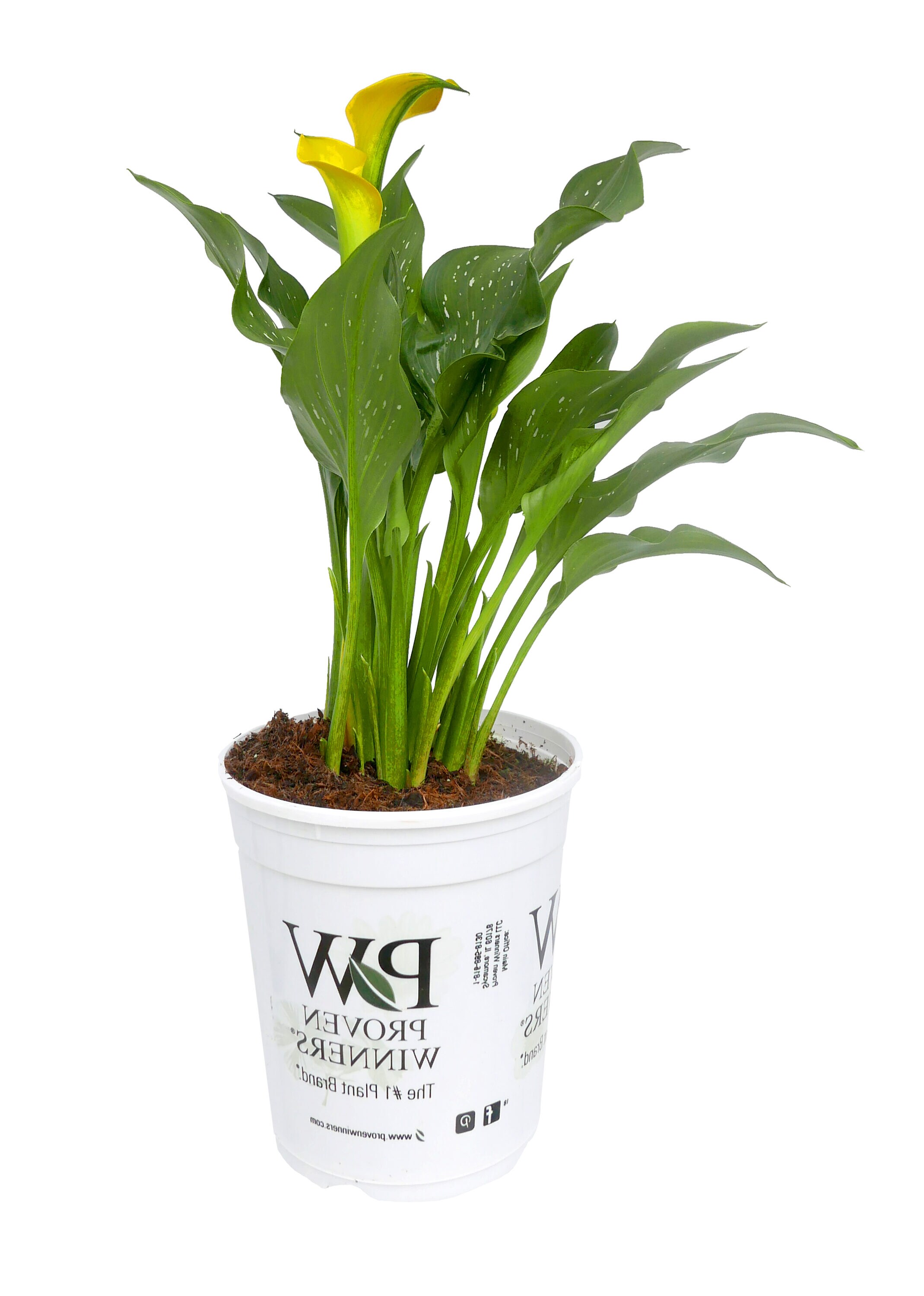  2641 perennials - View #2