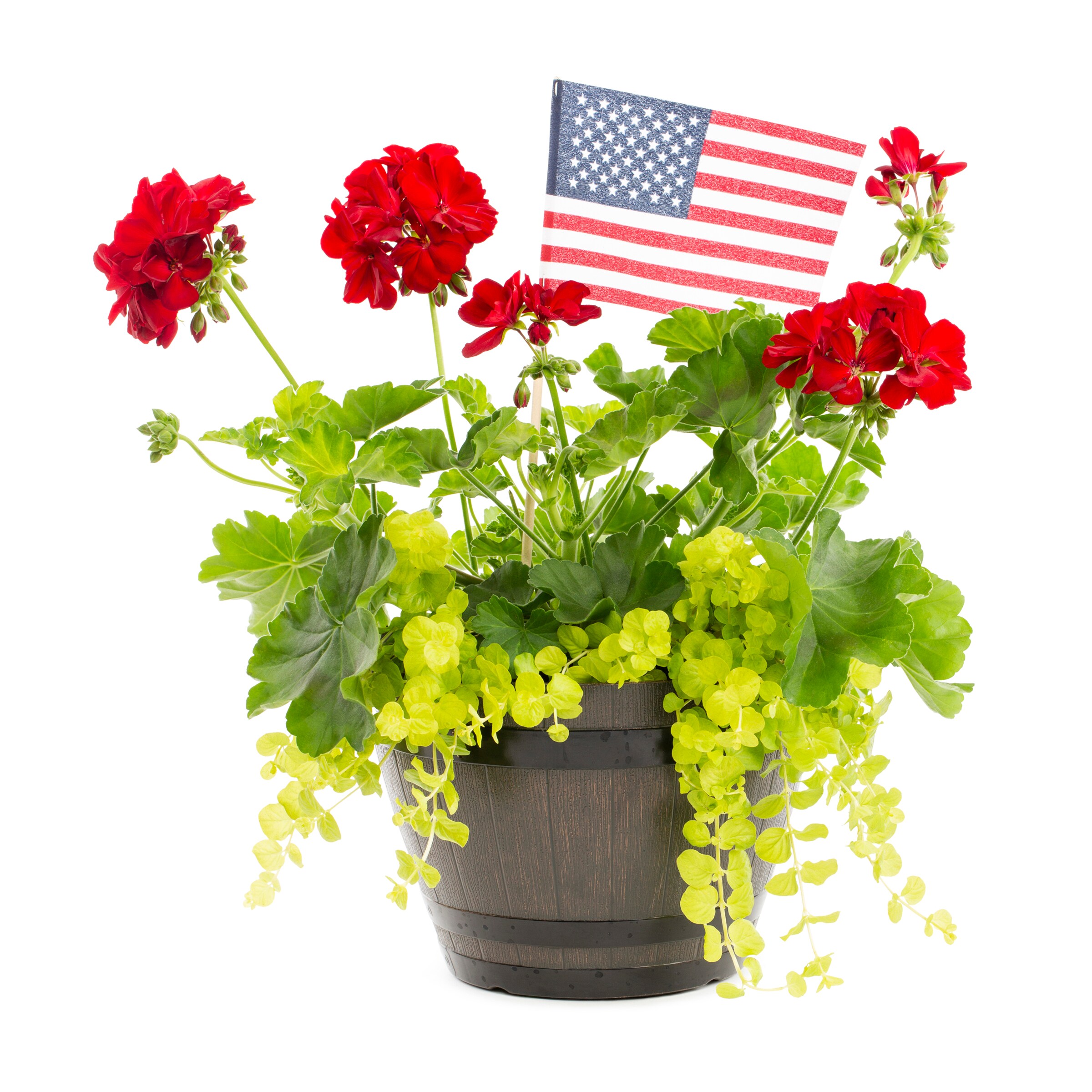 Lowe's NURSERY Multicolor Geranium in 3 Quart(s) Planter