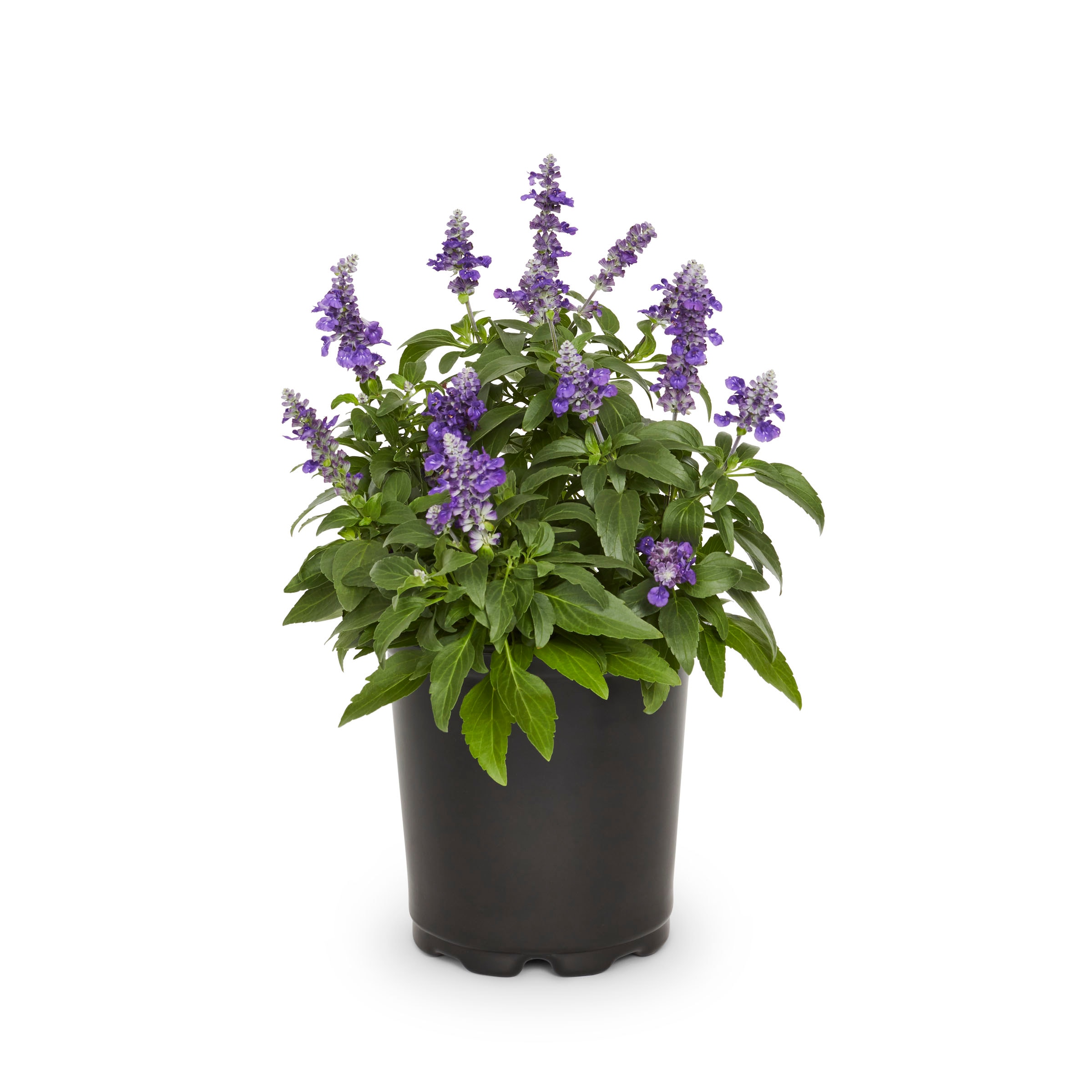 Lowe's NURSERY Multicolor Salvia in 2 Quart(s) Pot 1 -Pack