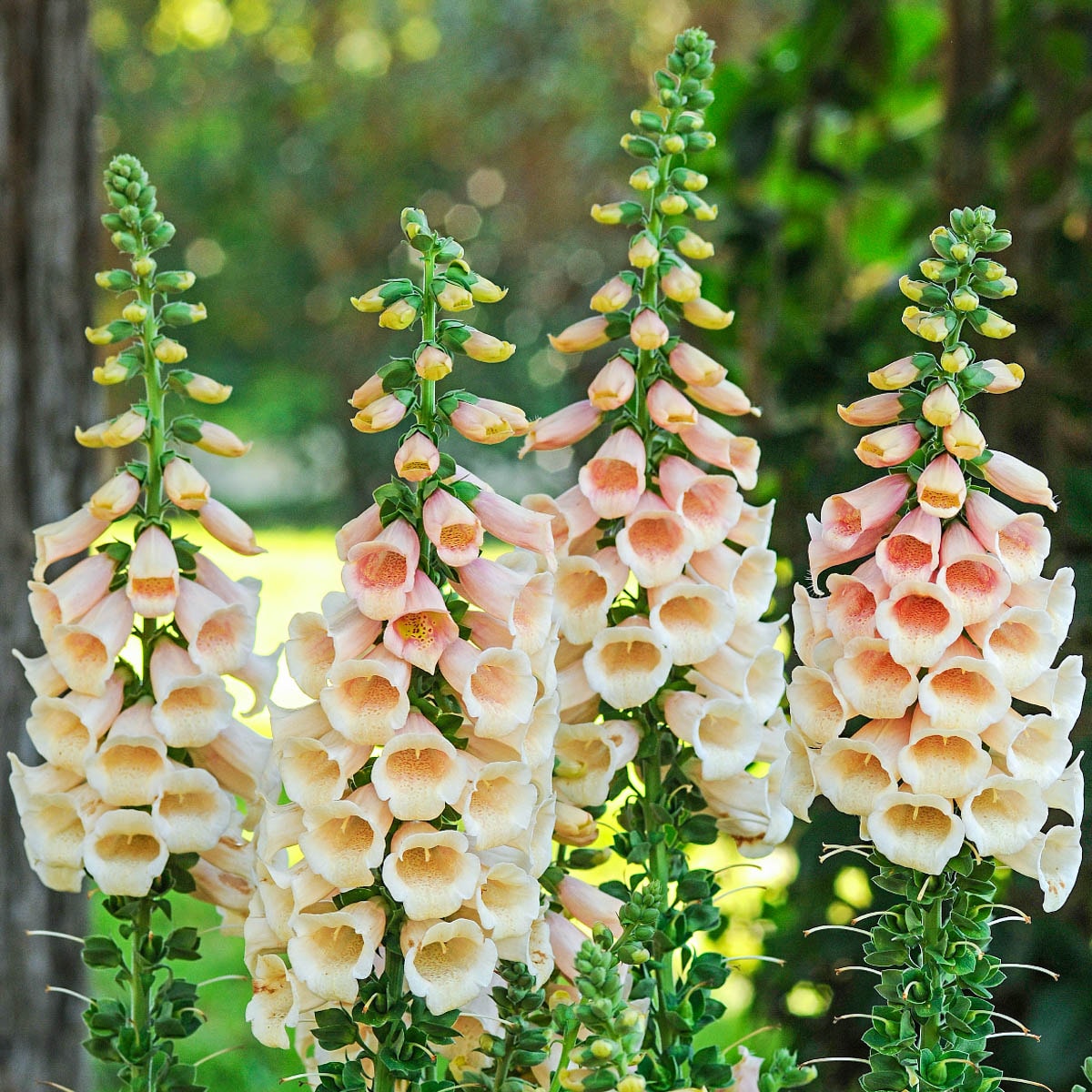 Direct Gardening 98210 Dalmation Peach Foxglove Dormant Perennial Starter Plant in 1 -Pack Bareroot 1 -Pack