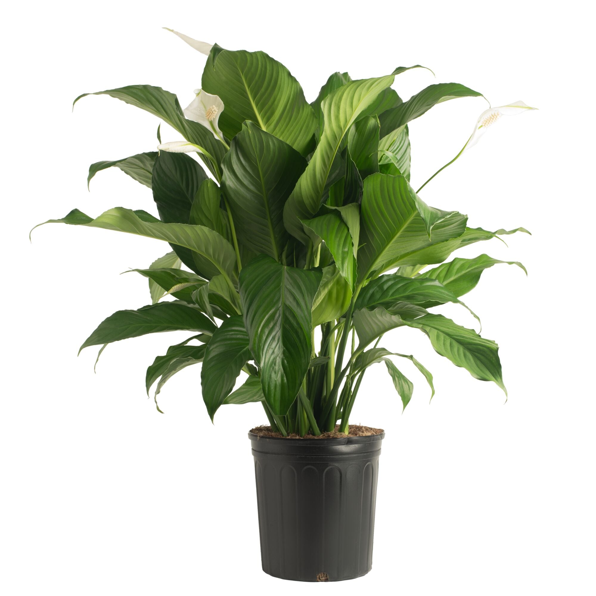 Costa Farms L-SPA-G-POT-01-LW White Peace Lily, Spathiphyllum House plant in 10 Inch(es) Pot 1.0 -Pack