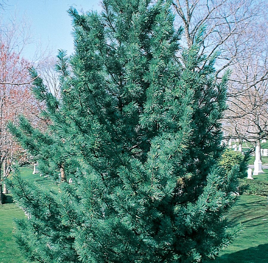  NURSERY 7.96-Gallon Yellow Feature Tree Vanderwulf's Pyramid Limber Pine In Pot (With Soil)